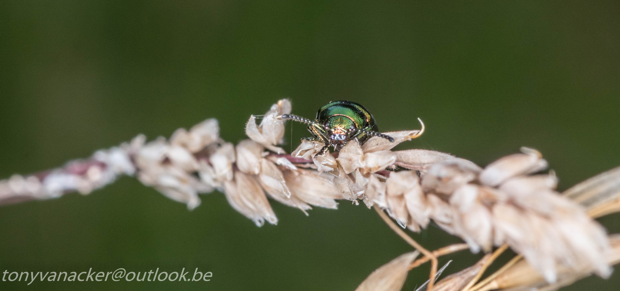Tamron SP AF 90mm F2.8 Di Macro sample photo. Macro geuzenbos photography