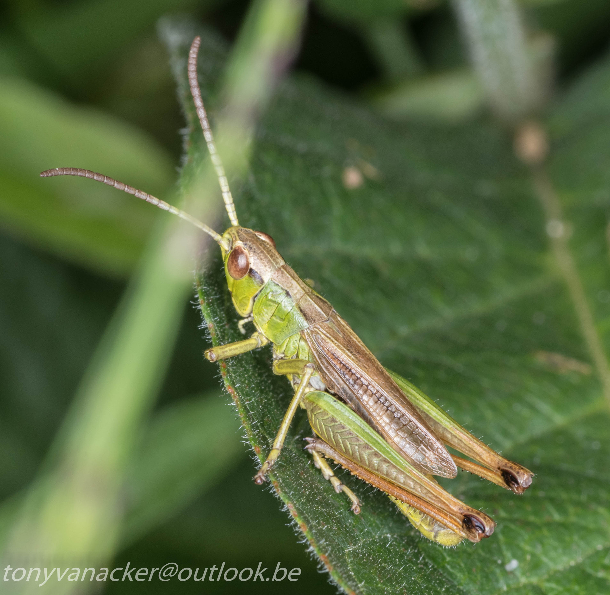 Tamron SP AF 90mm F2.8 Di Macro sample photo. Macro geuzenbos photography