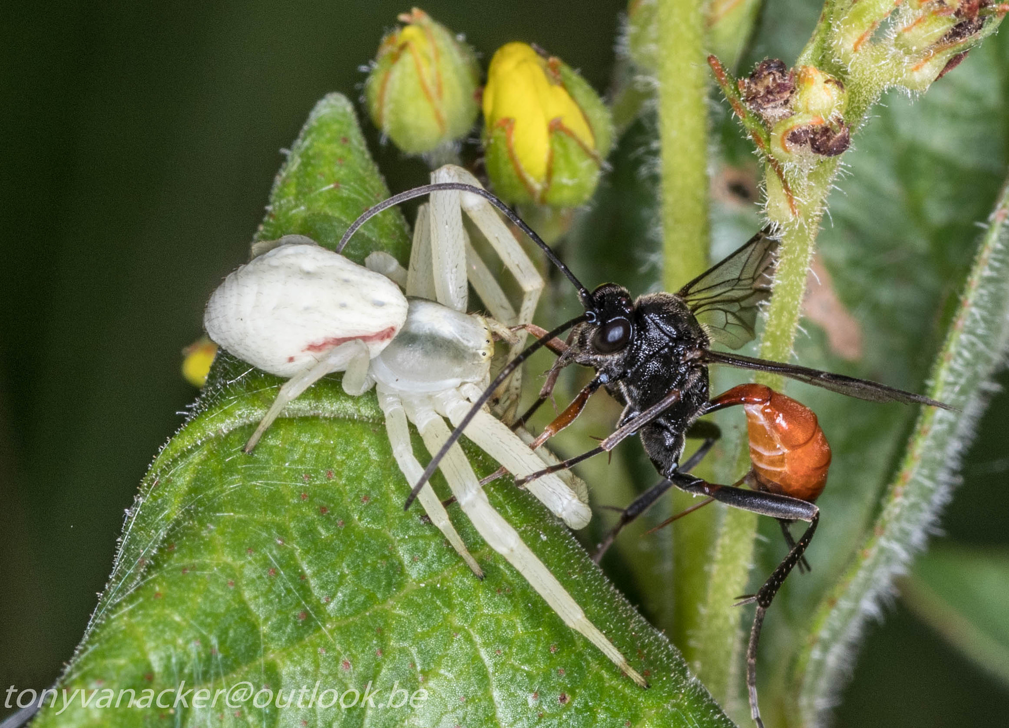 Tamron SP AF 90mm F2.8 Di Macro sample photo. Macro geuzenbos photography