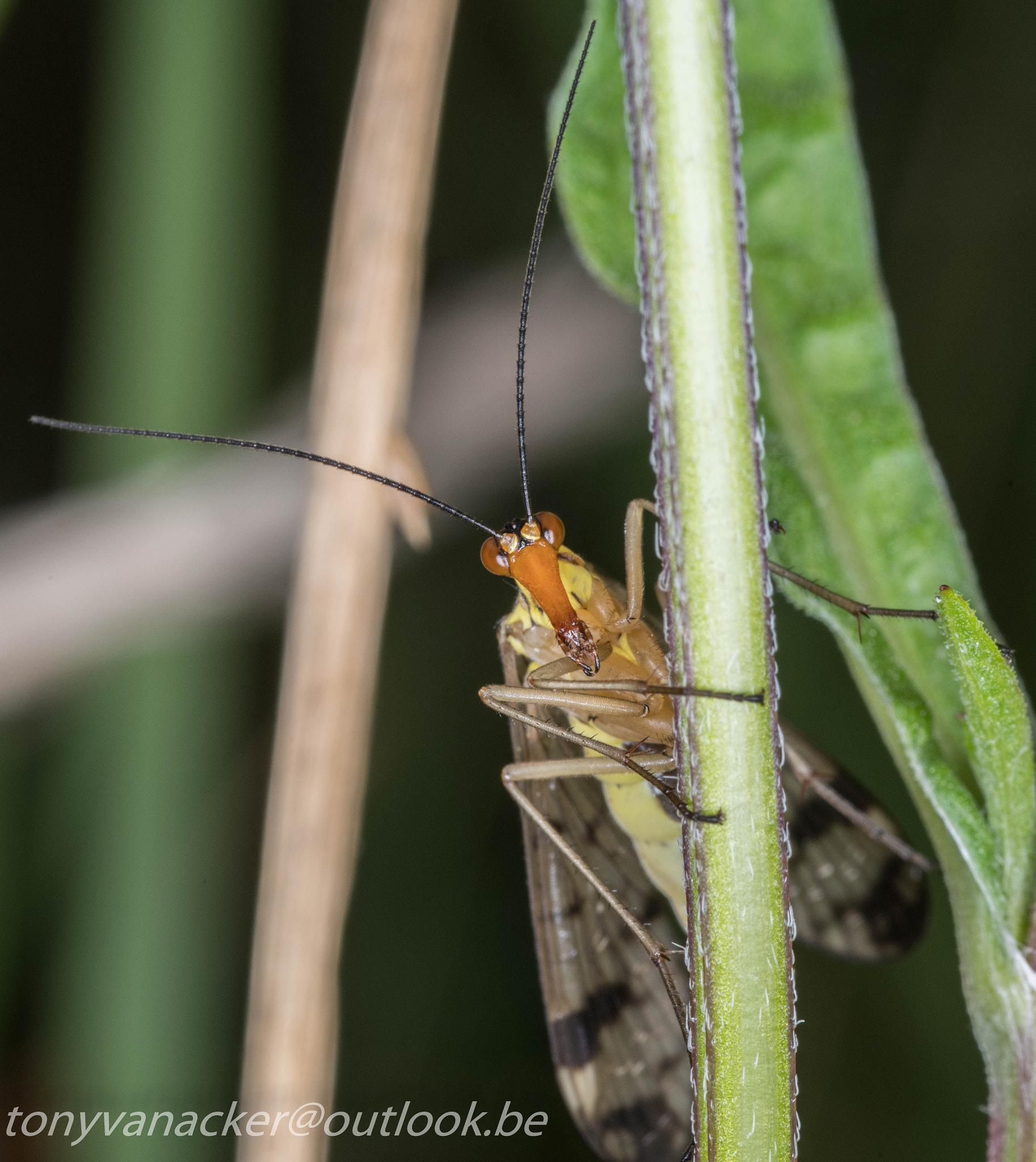 Pentax K-1 + Tamron SP AF 90mm F2.8 Di Macro sample photo. Macro geuzenbos photography