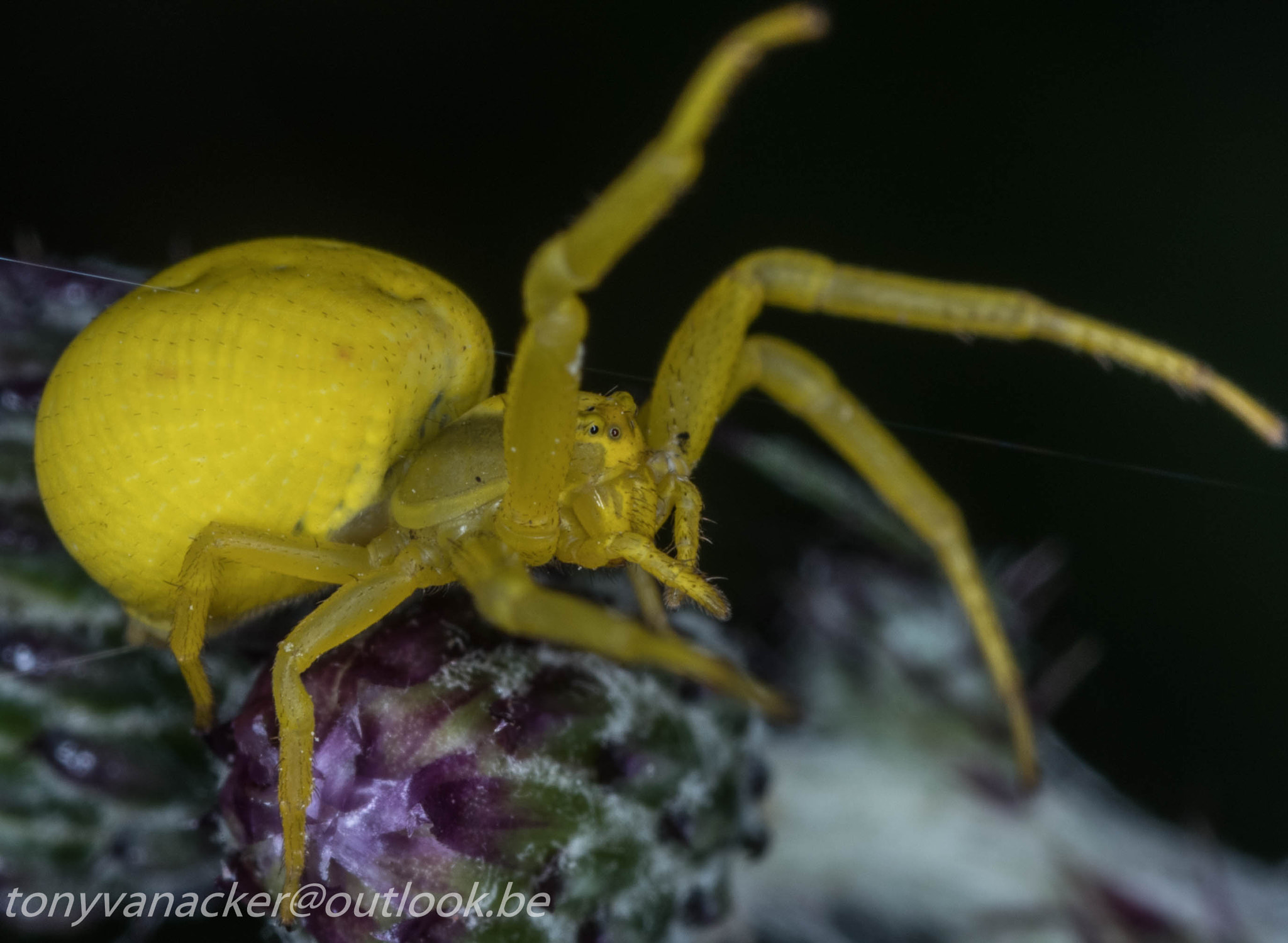Tamron SP AF 90mm F2.8 Di Macro sample photo. Macro geuzenbos photography