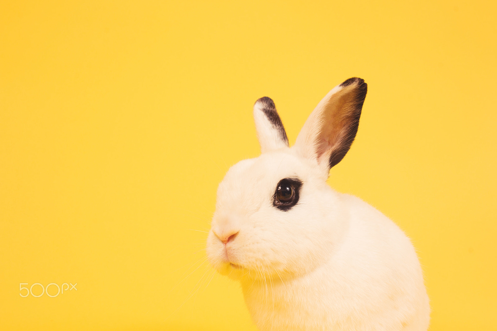 Canon EOS 60D + Canon EF 20mm F2.8 USM sample photo. Fashion bunny | white rabbit with eyeliner photography