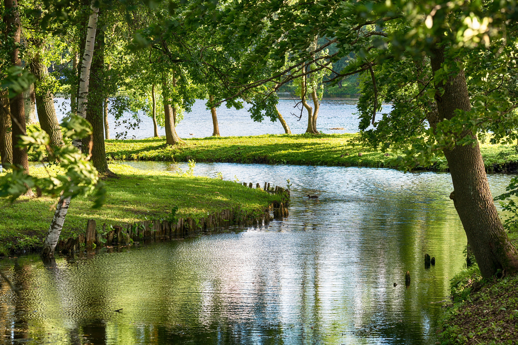 Sony a7R II + Canon EF 135mm F2L USM sample photo. Summer park. photography