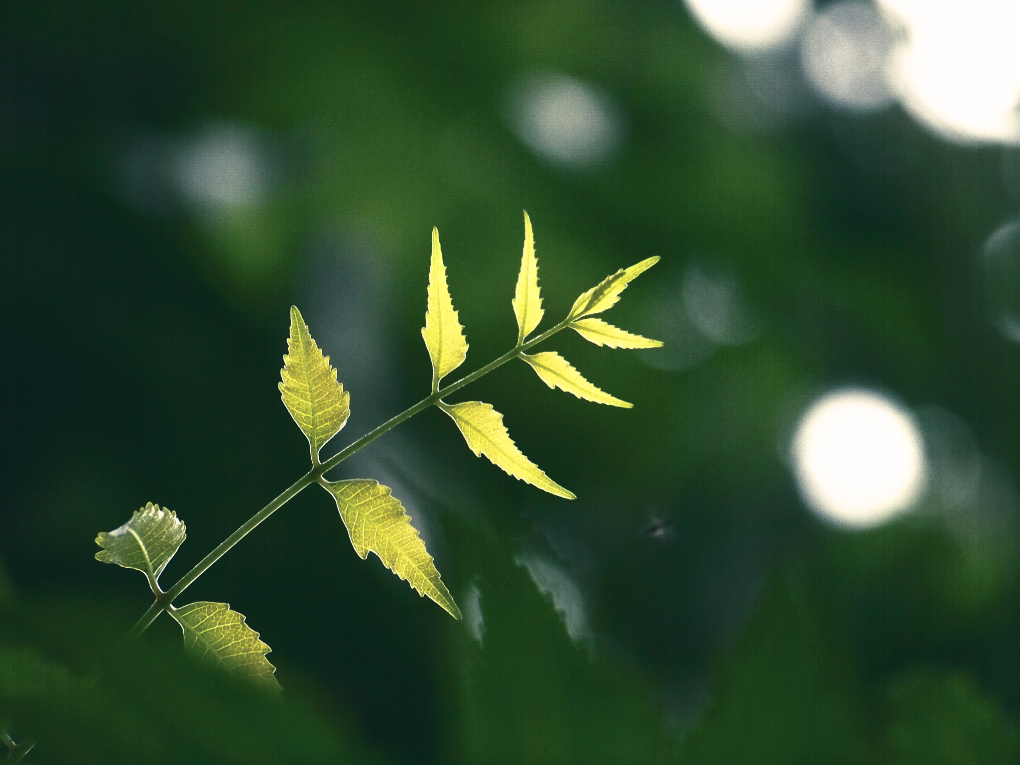 Kodak EASYSHARE Z1012 IS DIGITAL CAMERA sample photo. Let us grow... photography