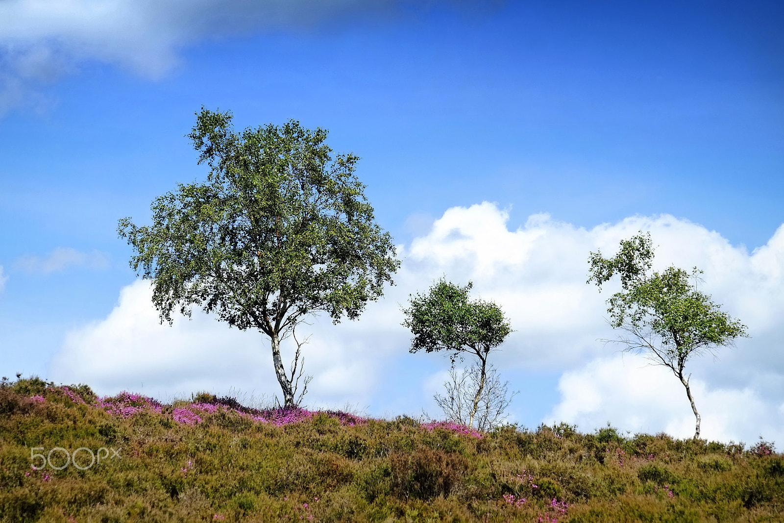 Fujifilm X-E1 + Fujifilm XF 18-135mm F3.5-5.6 R LM OIS WR sample photo. 3 young trees -  dunwich heath photography