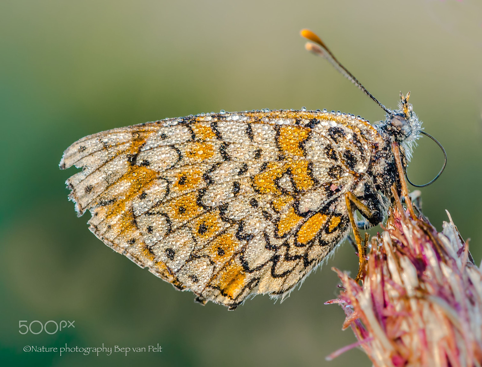 Nikon AF-S DX Micro-Nikkor 85mm F3.5G ED VR sample photo. Glanville fritillary (melitaea cinxia) photography