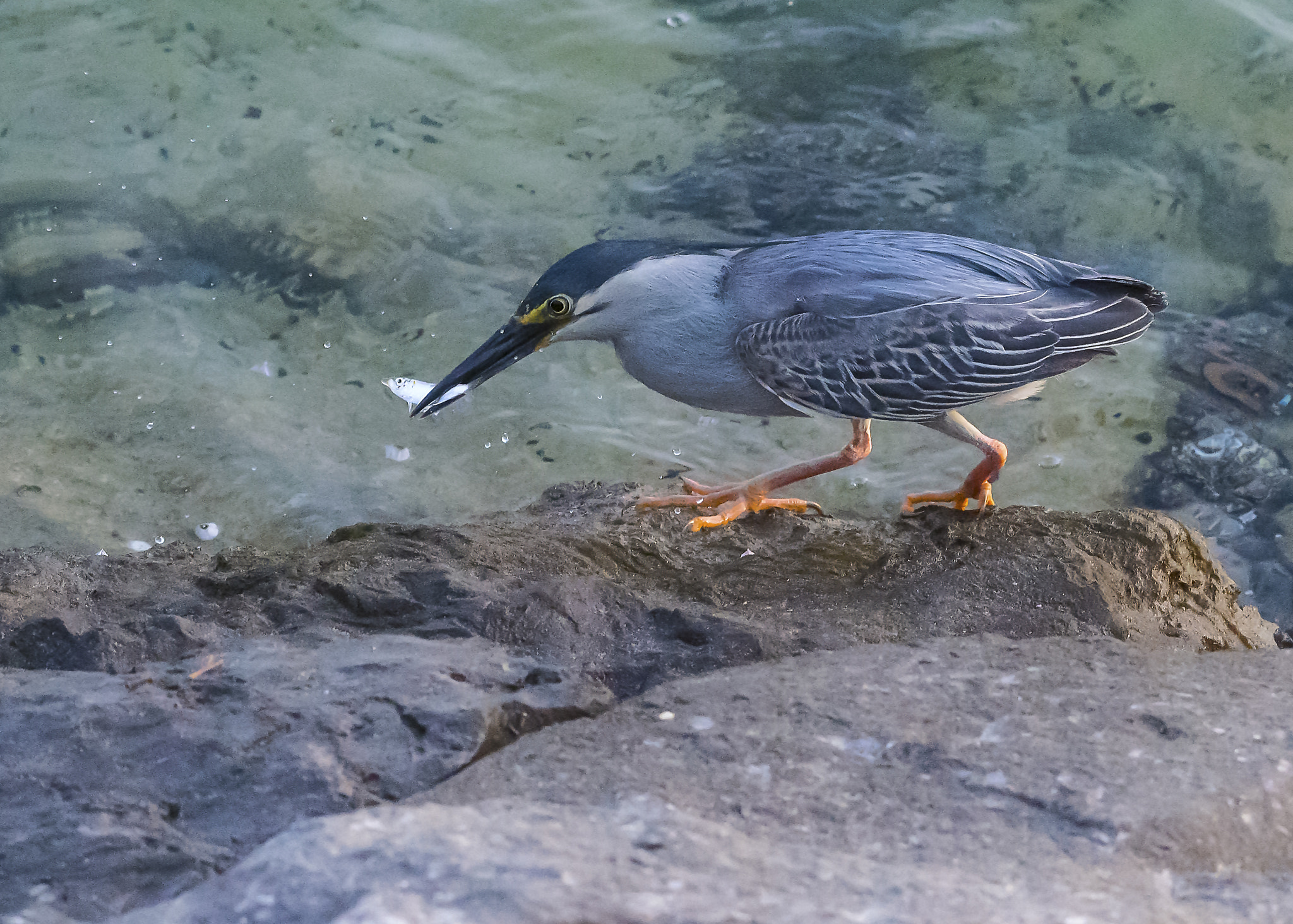 Nikon AF-S Nikkor 200-500mm F5.6E ED VR sample photo. Success! photography