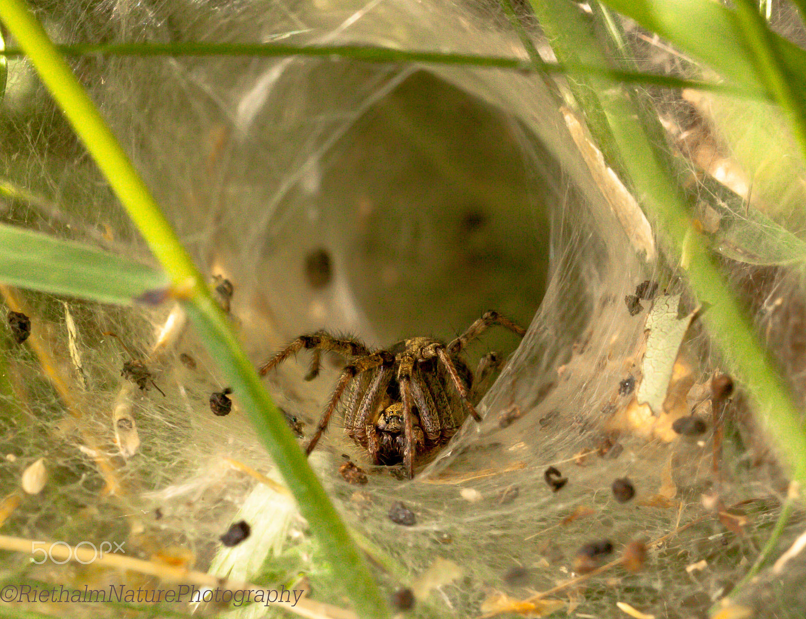Canon EOS 50D + Canon EF 100mm F2.8L Macro IS USM sample photo. Funnel spider / trechterspin photography