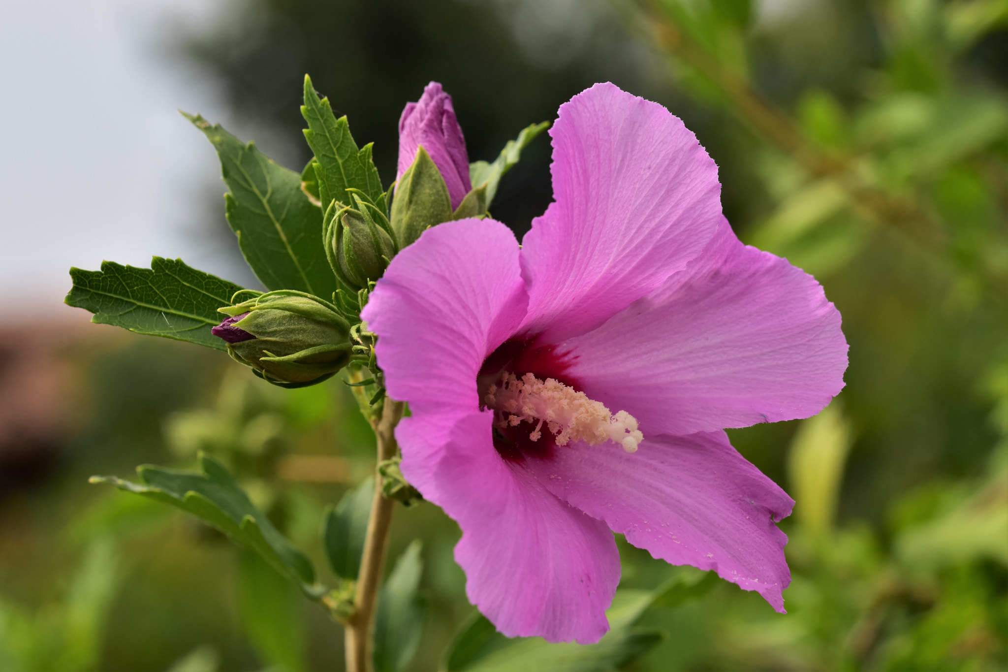 Sigma 105mm F2.8 EX DG OS HSM sample photo. Ibisco - hibiscus syriacus photography