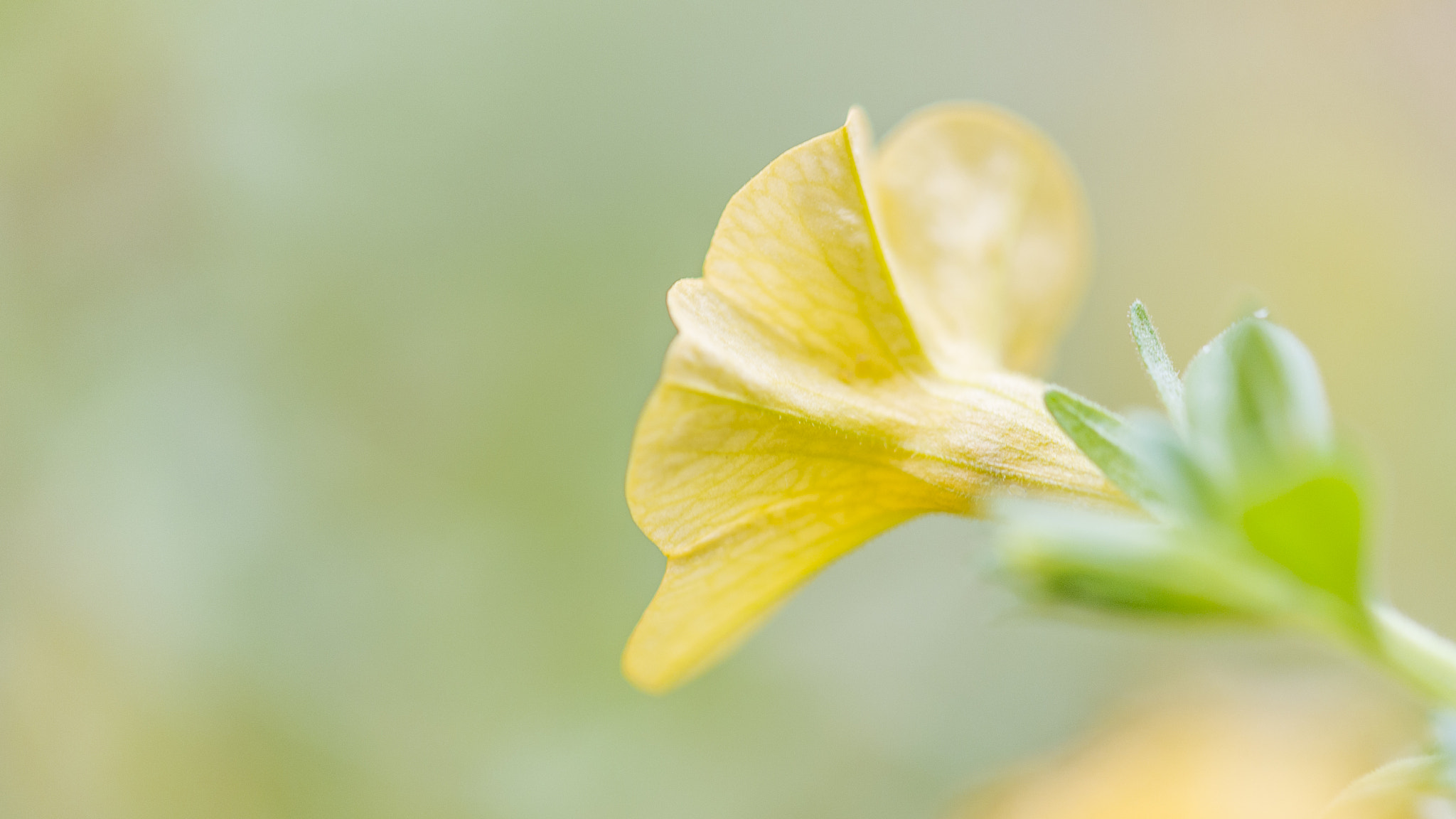 Nikon AF-S DX Micro-Nikkor 85mm F3.5G ED VR sample photo. Flower photography