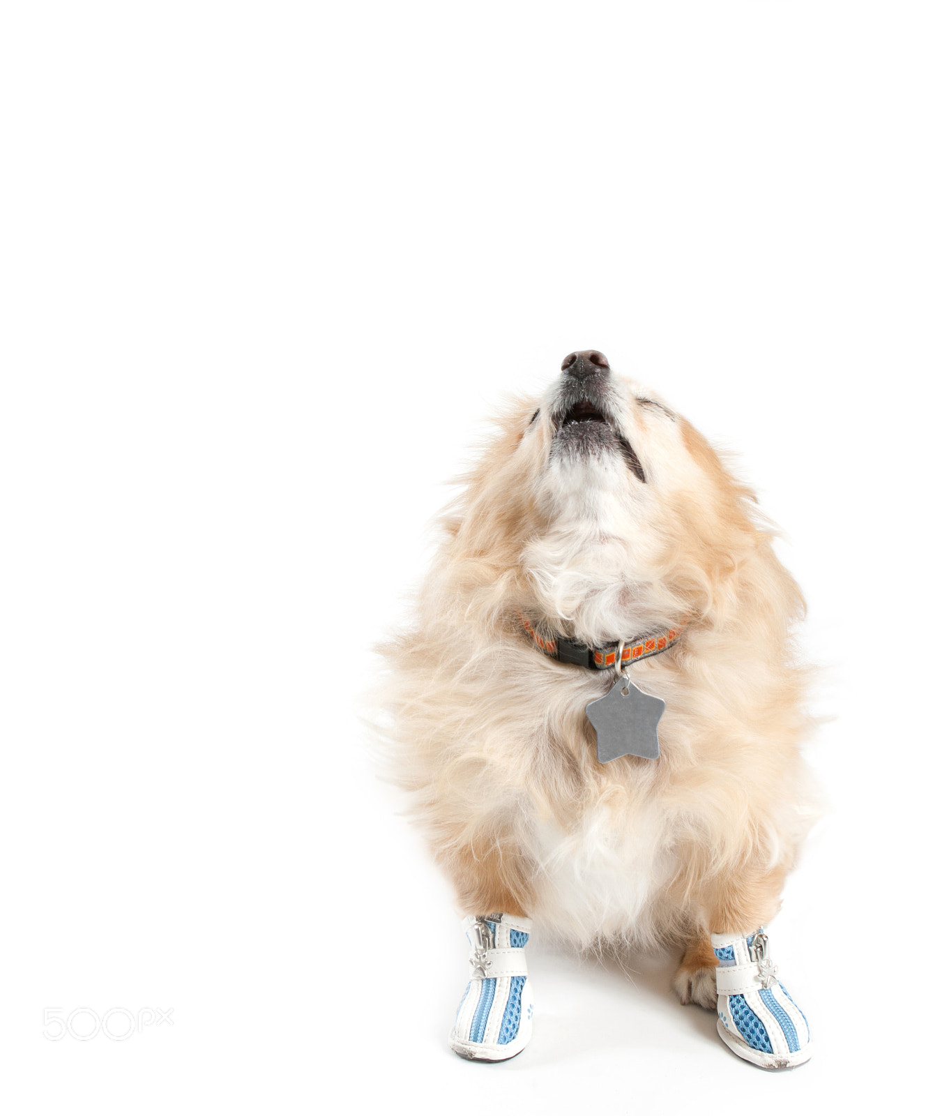 Canon EOS 1000D (EOS Digital Rebel XS / EOS Kiss F) sample photo. Pom power | pomeranian dog wearing tennis shoes photography