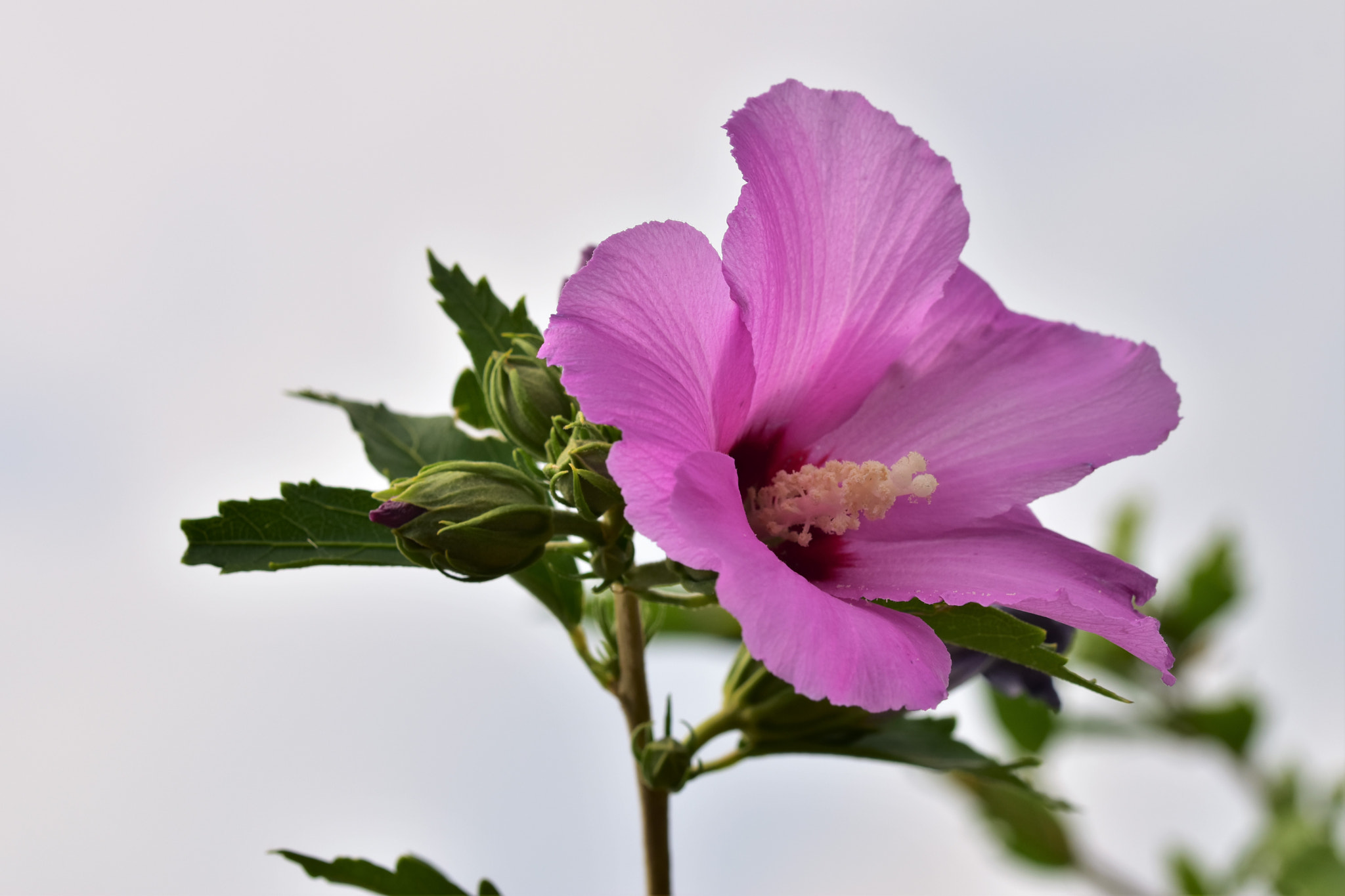 Sigma 105mm F2.8 EX DG OS HSM sample photo. Ibisco rosa - pink hibiscus photography