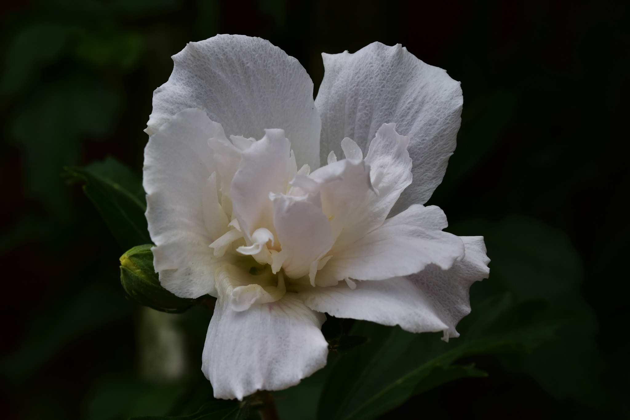 Sigma 105mm F2.8 EX DG OS HSM sample photo. Ibisco bianco - white hibiscus photography