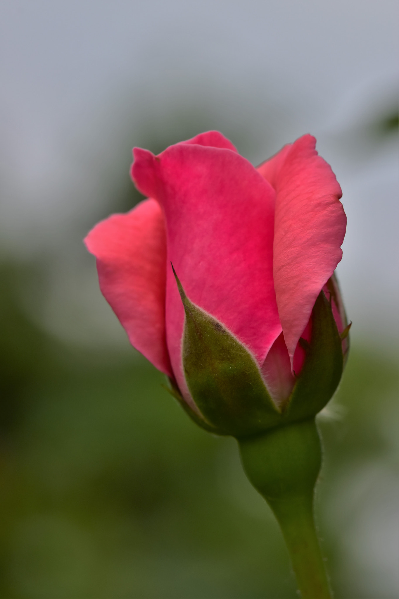 Sigma 105mm F2.8 EX DG OS HSM sample photo. Pink rose photography