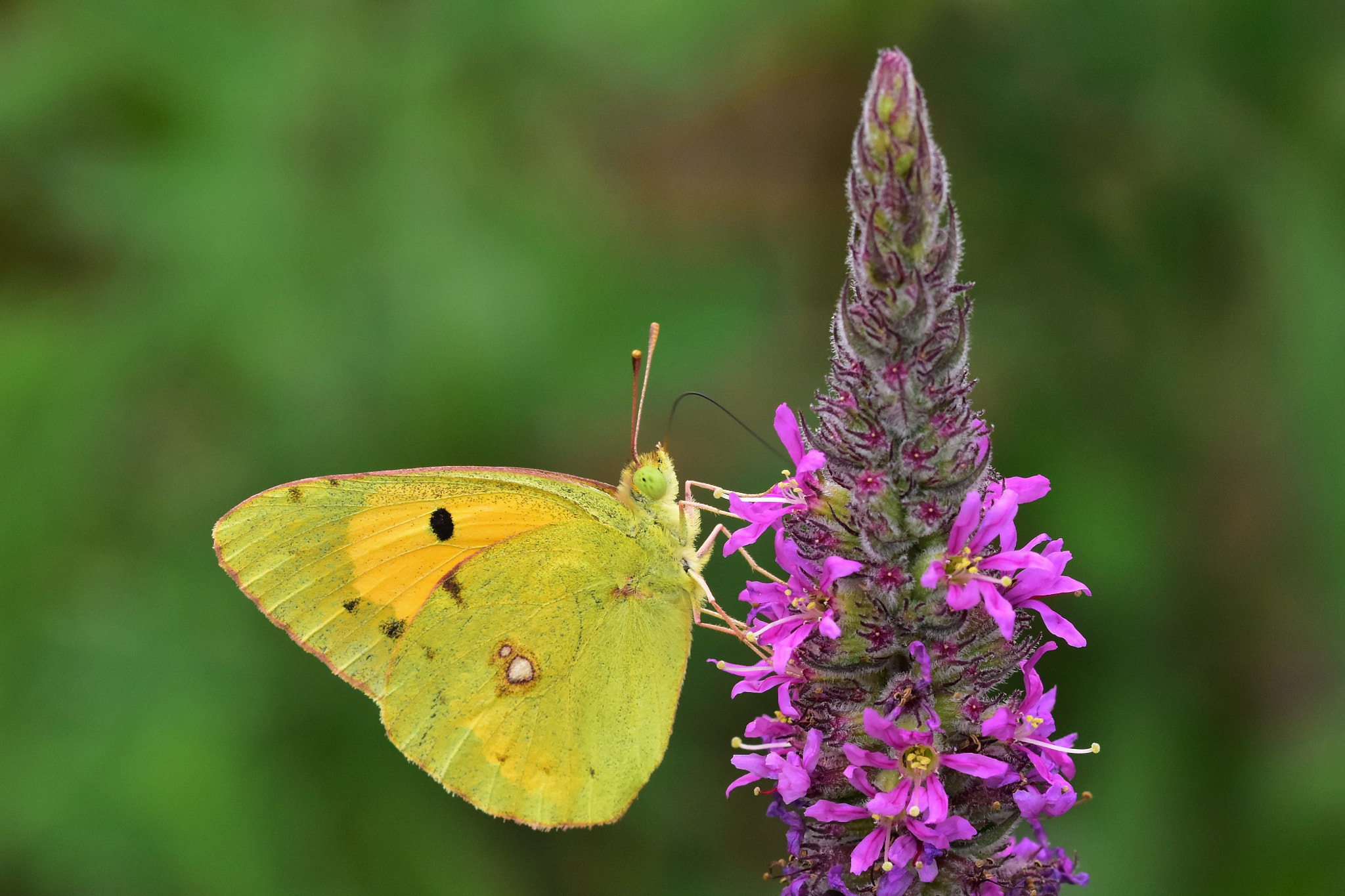 Sigma 105mm F2.8 EX DG OS HSM sample photo. Yellow butterfly photography