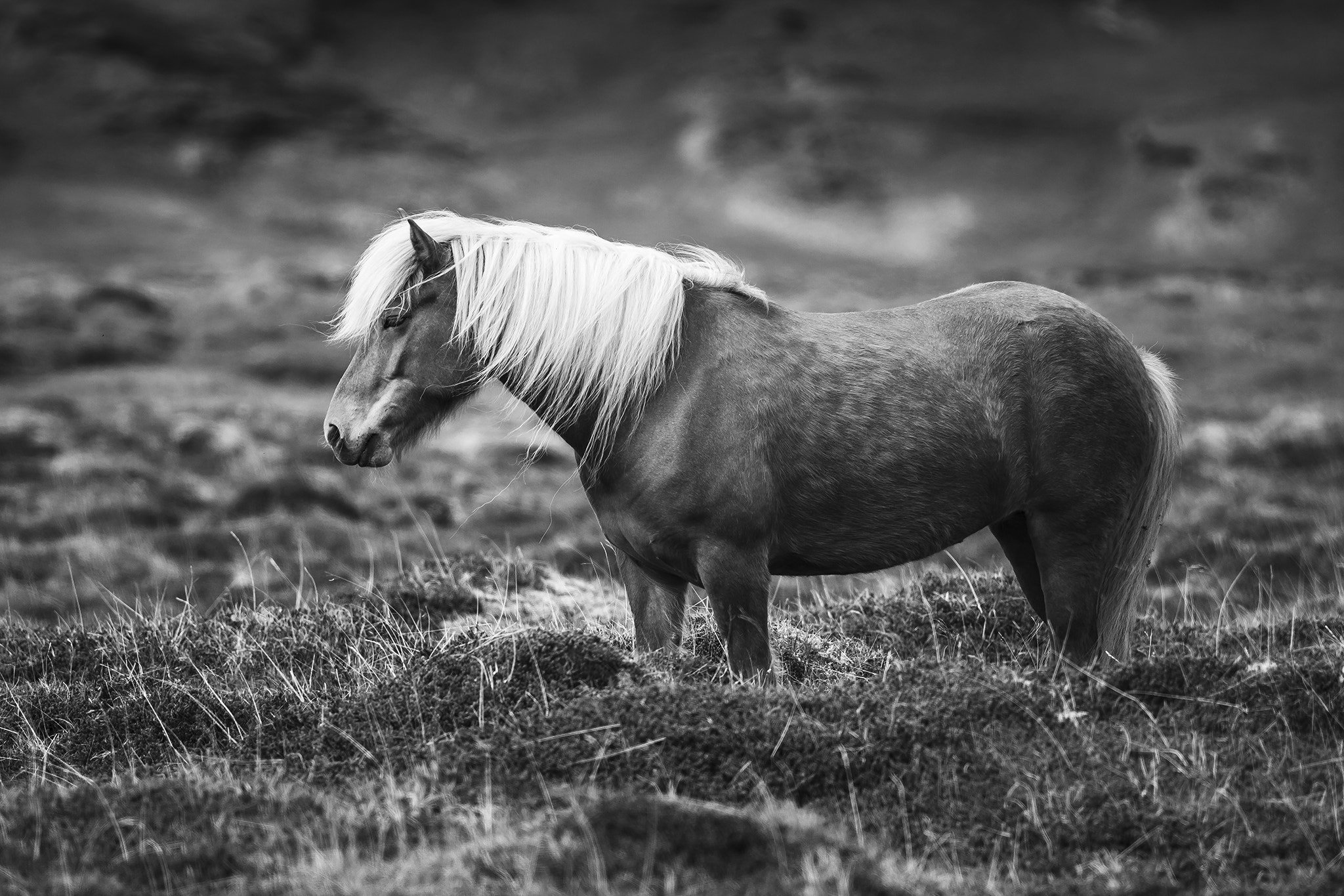 Canon EF 400mm F5.6L USM sample photo. My land photography
