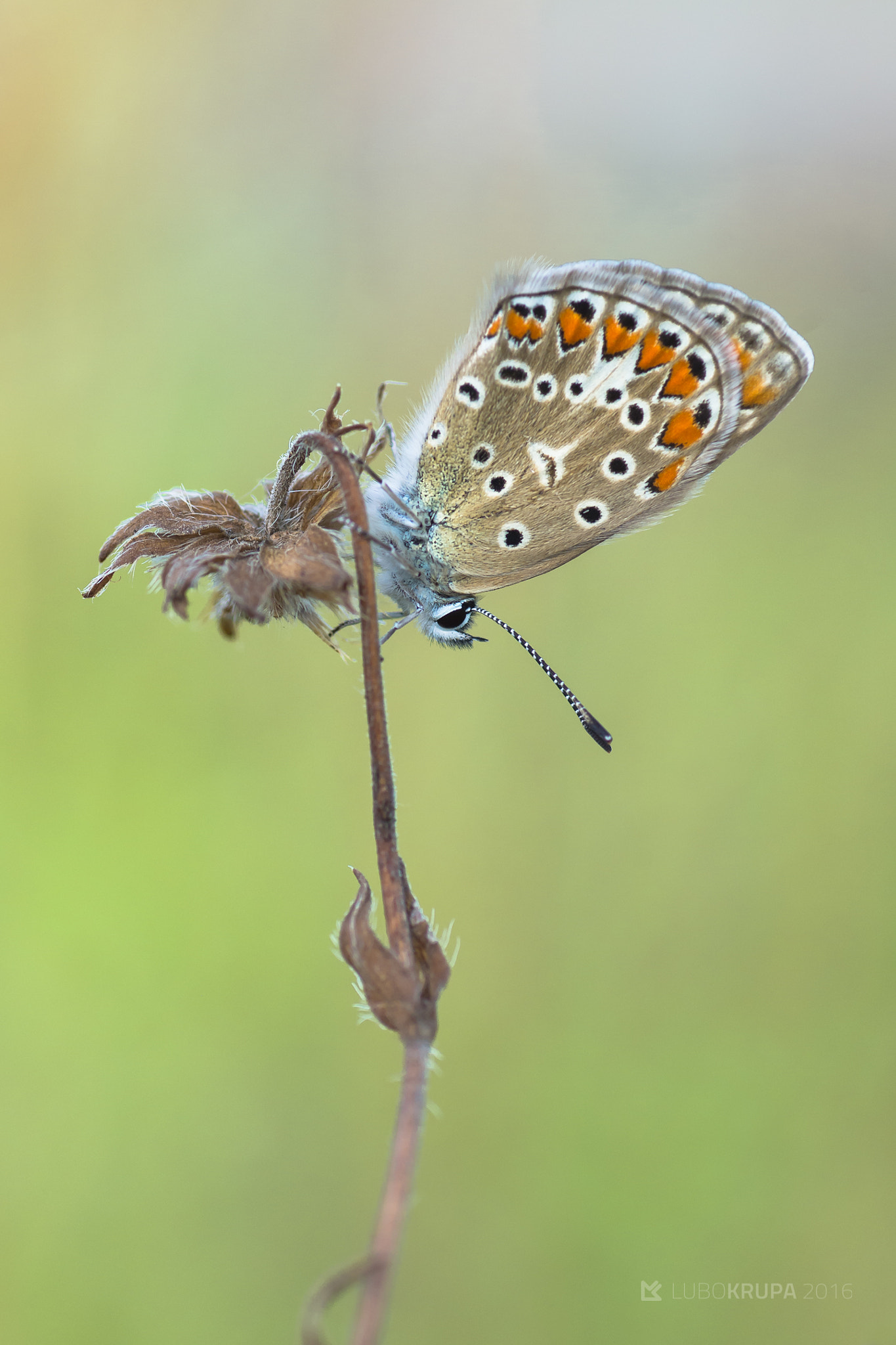 Pentax K-r + Tamron SP AF 90mm F2.8 Di Macro sample photo. Polyommatus thersites photography