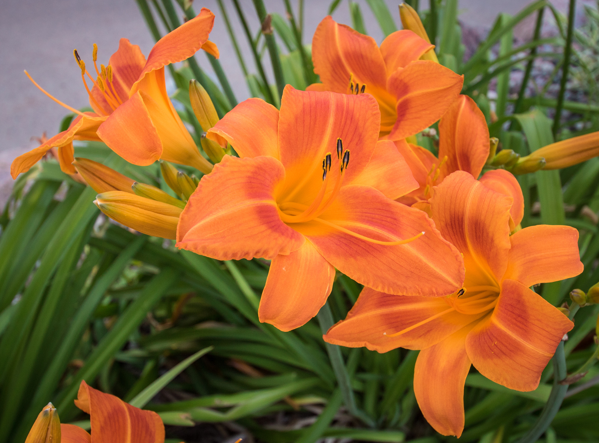 Canon EOS 760D (EOS Rebel T6s / EOS 8000D) sample photo. Cluster of tiger lilies photography