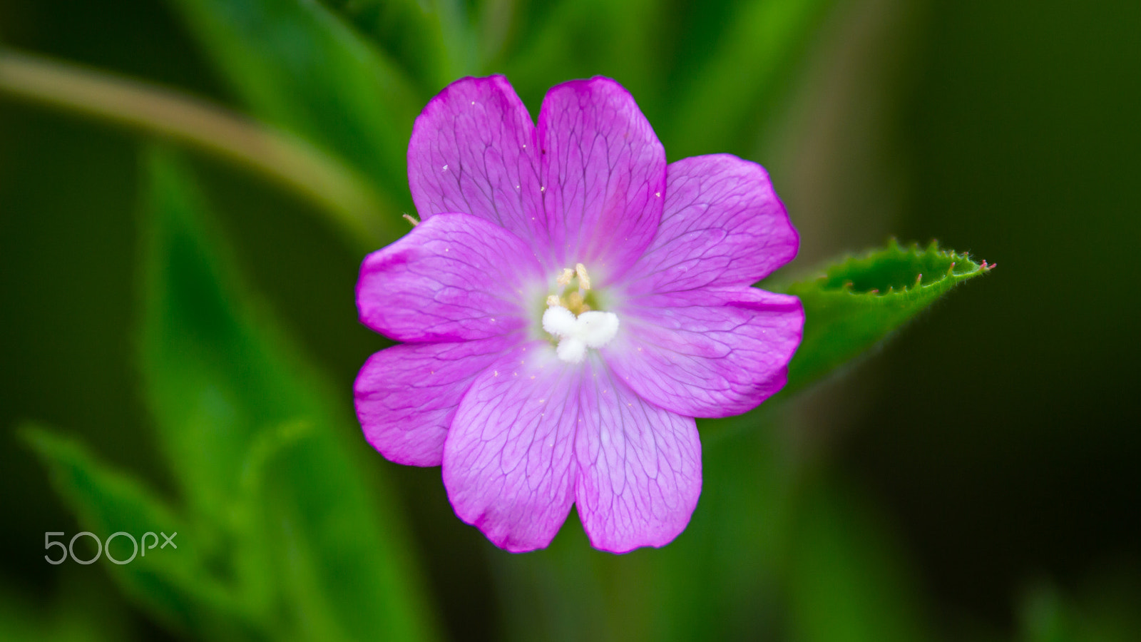 Tamron SP AF 70-200mm F2.8 Di LD (IF) MACRO sample photo. Purple flower photography