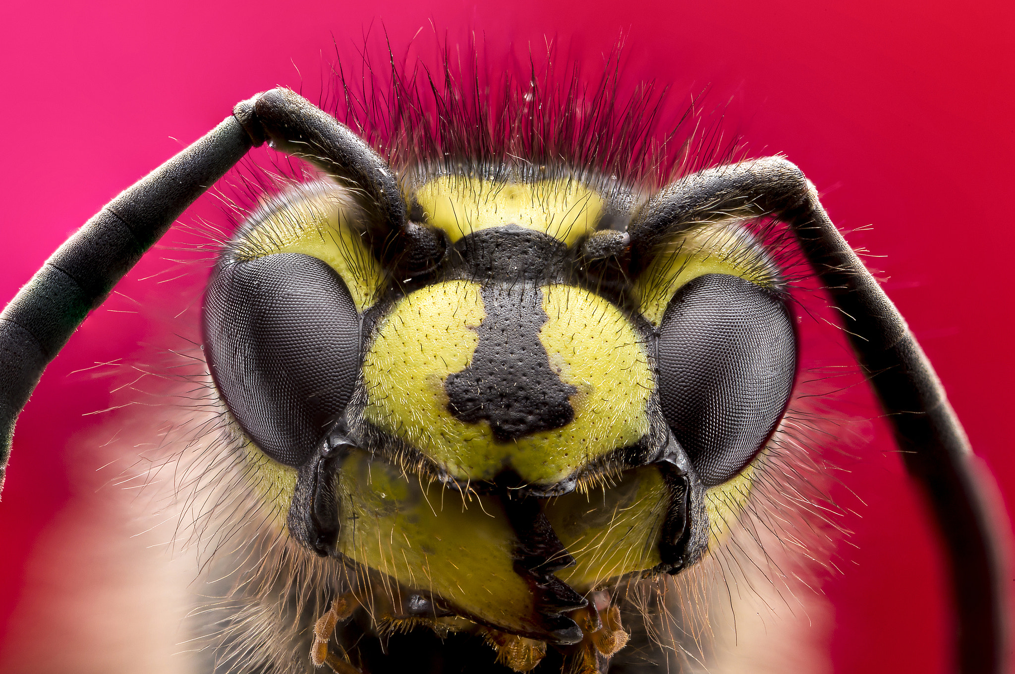 Canon MP-E 65mm F2.5 1-5x Macro Photo sample photo. Beauty photography