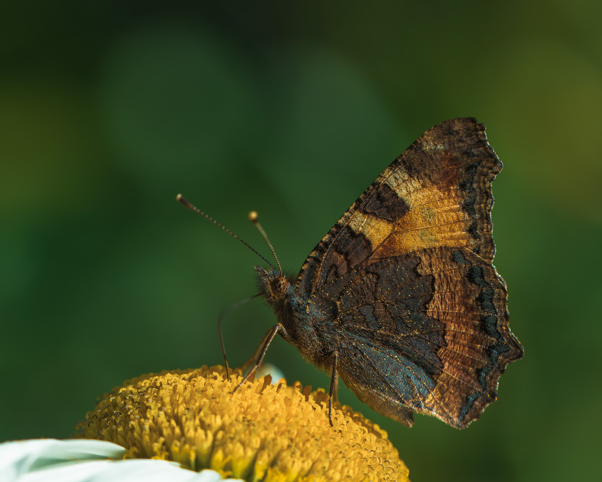Sigma 150mm F2.8 EX DG OS Macro HSM sample photo. *** photography