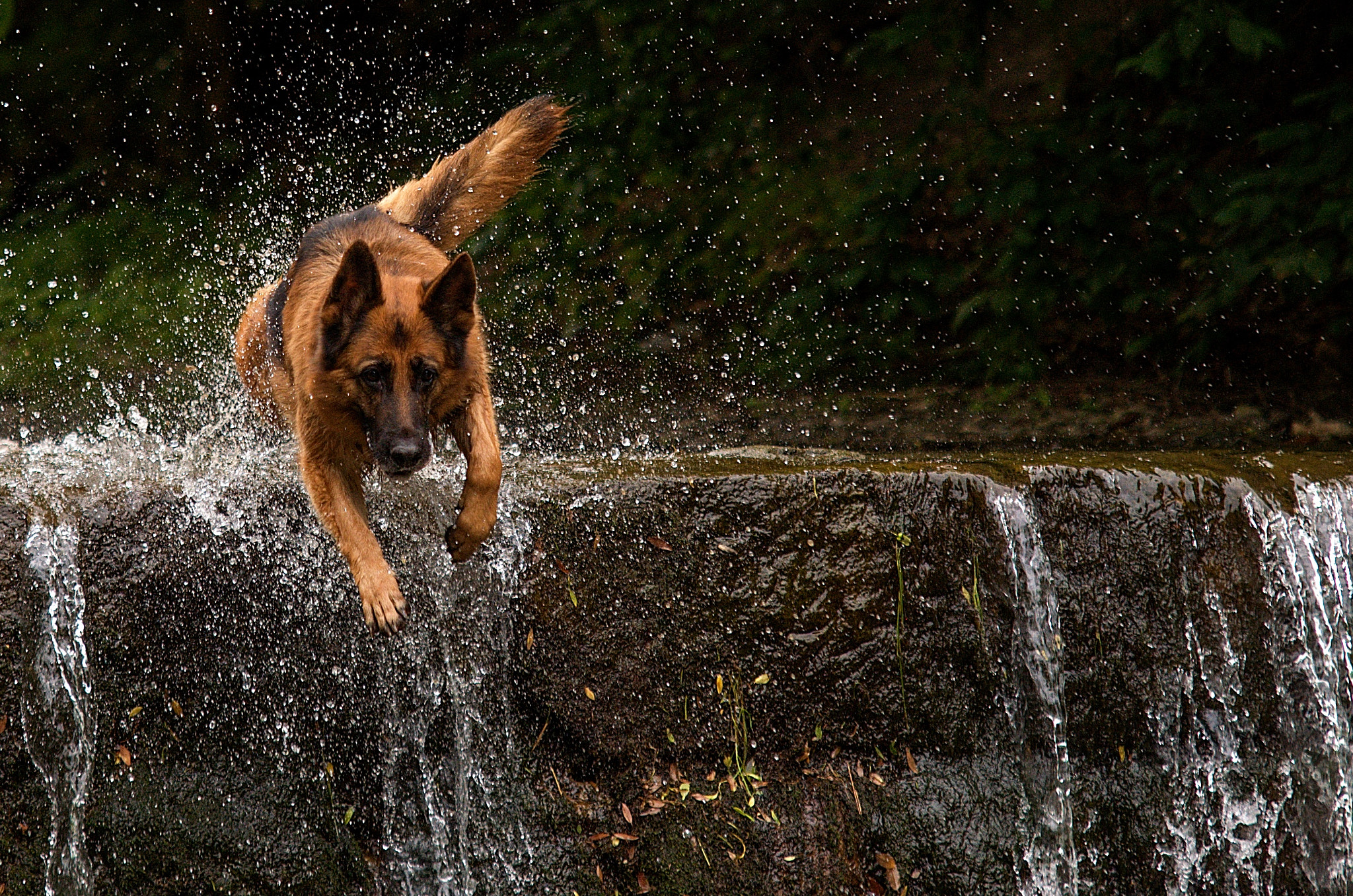70.00 - 200.00 mm f/2.8 sample photo. Dog in river photography