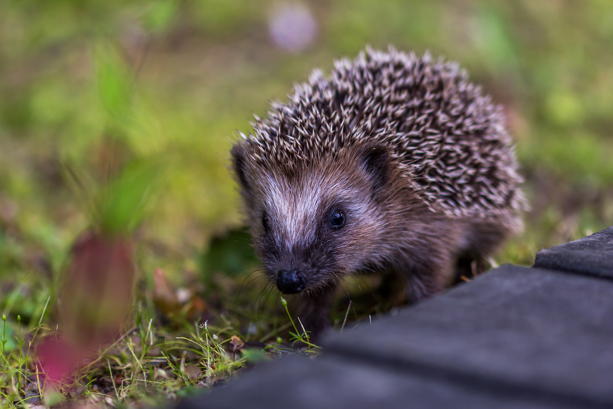 Sigma 105mm F2.8 EX DG OS HSM sample photo. The european hedgehog photography