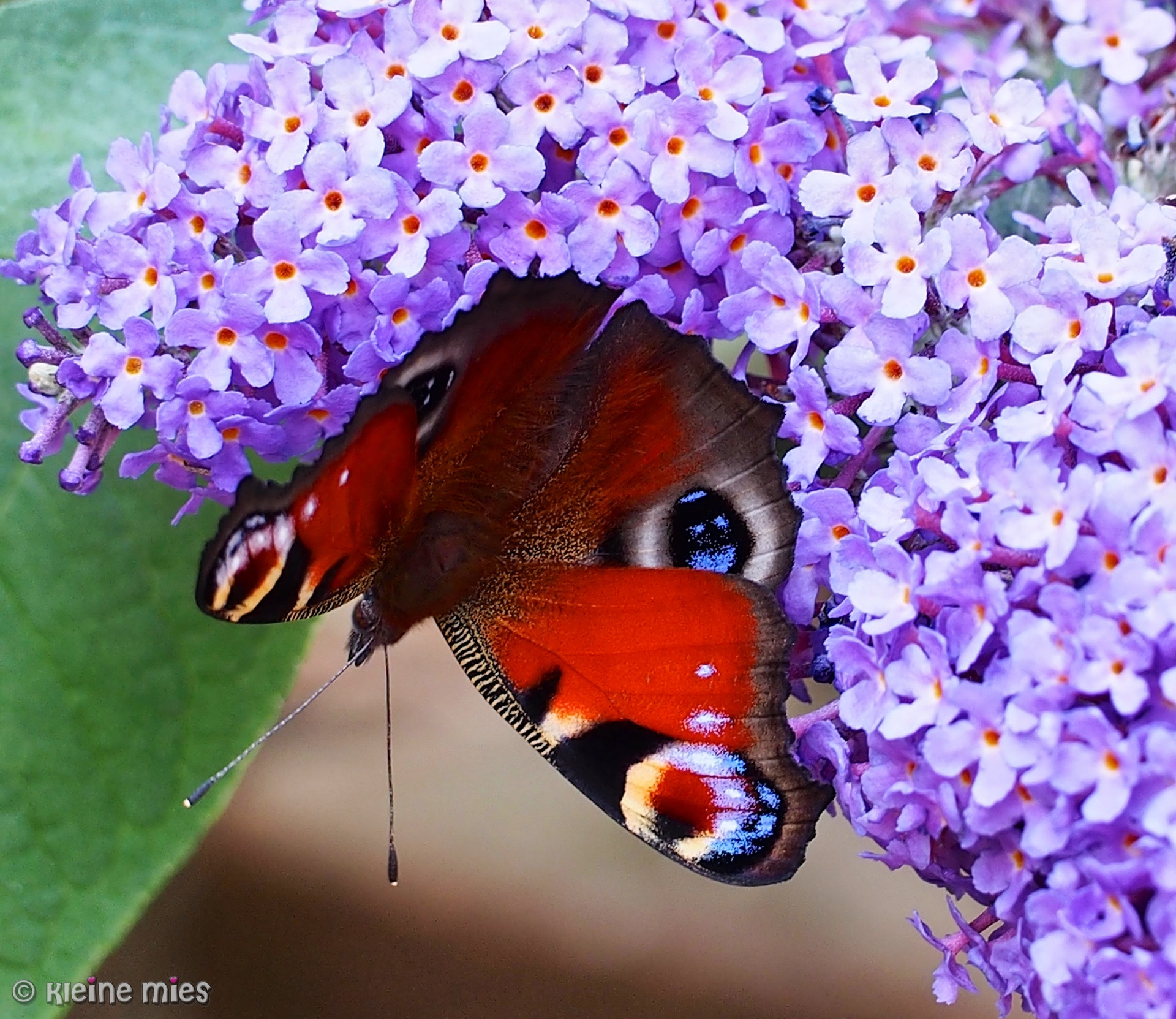 Panasonic Leica DG Macro-Elmarit 45mm F2.8 ASPH OIS sample photo. Purple haze photography