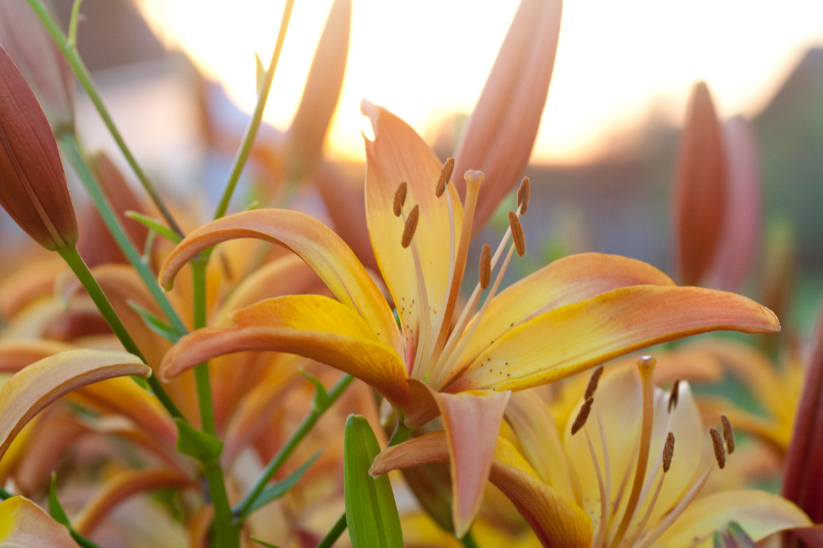 Canon EOS 400D (EOS Digital Rebel XTi / EOS Kiss Digital X) + Tamron SP AF 90mm F2.8 Di Macro sample photo. Lilies at sunset photography