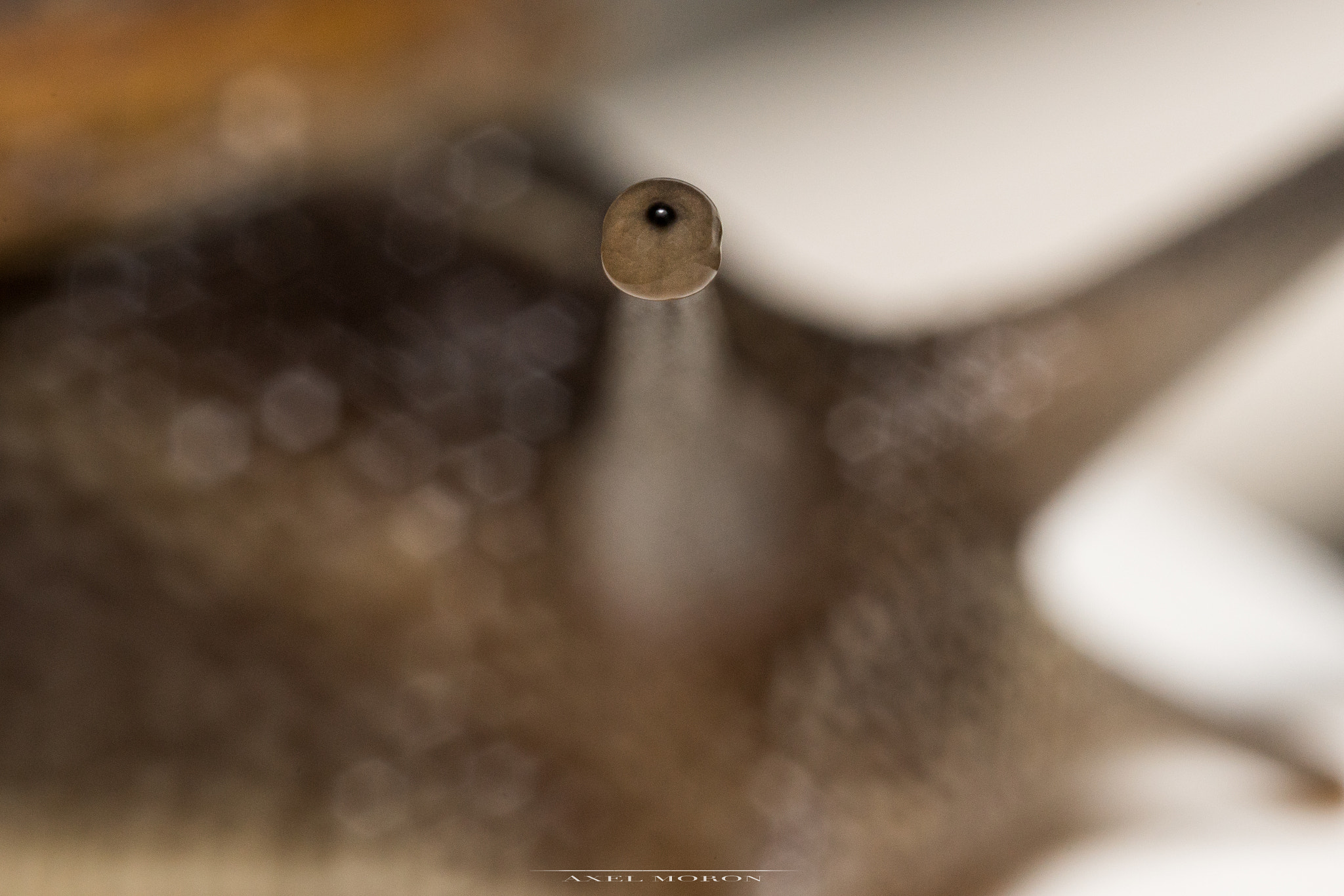 Canon MP-E 65mm F2.5 1-5x Macro Photo sample photo. Mon oeil ! photography