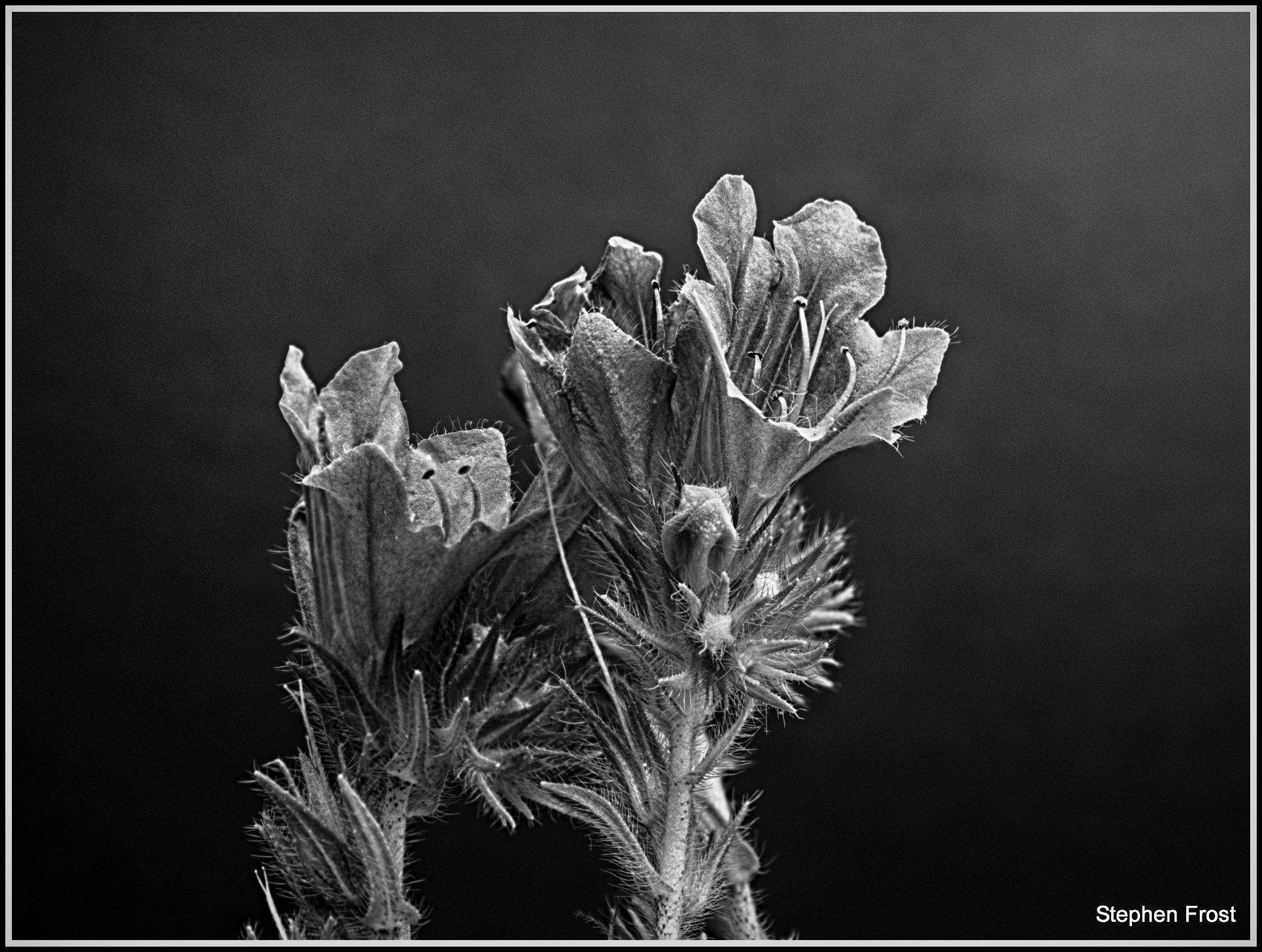 Olympus PEN E-PL5 + Olympus M.Zuiko Digital ED 12-40mm F2.8 Pro sample photo. Plant textures explored photography