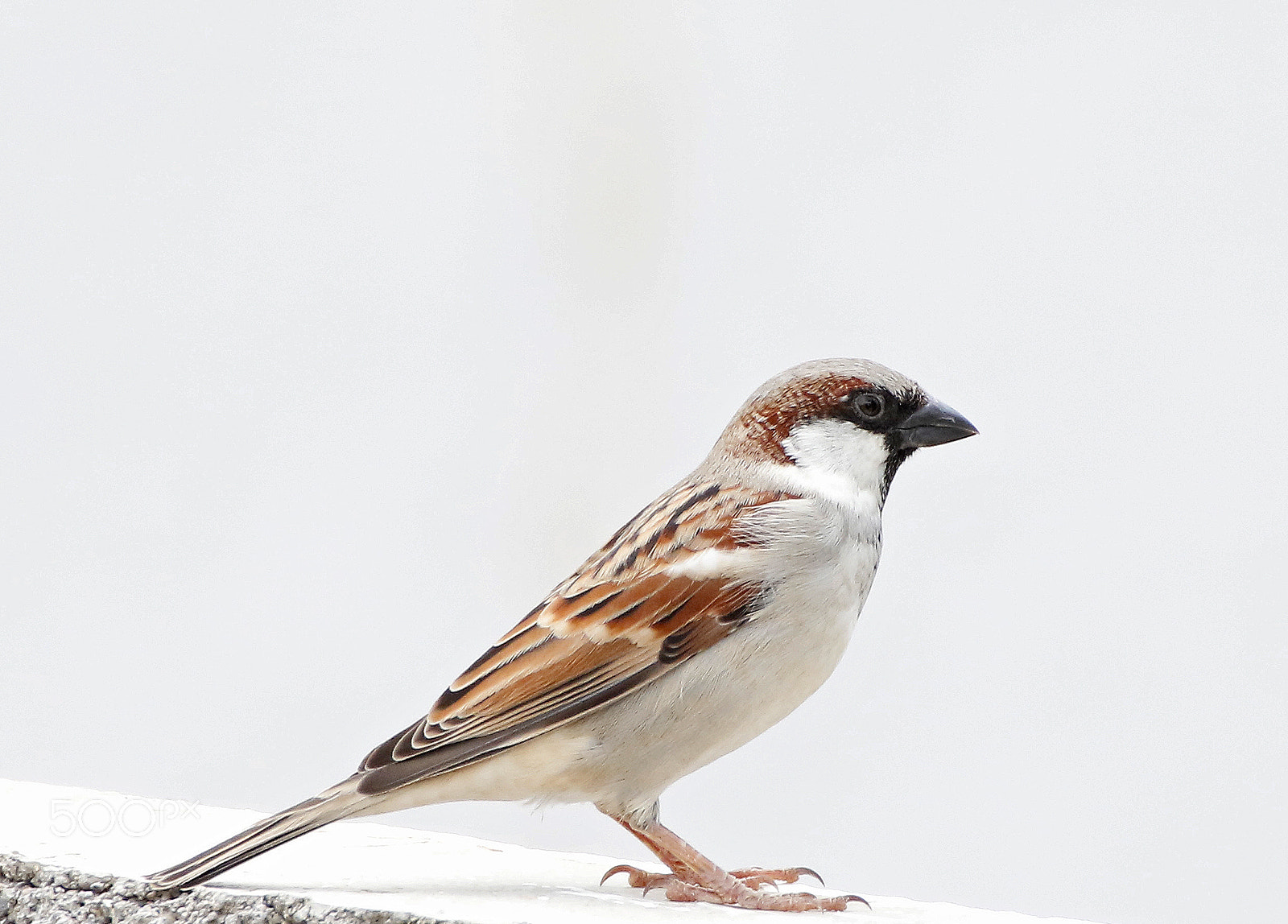 Tamron SP 35mm F1.8 Di VC USD sample photo. Sparrow photography