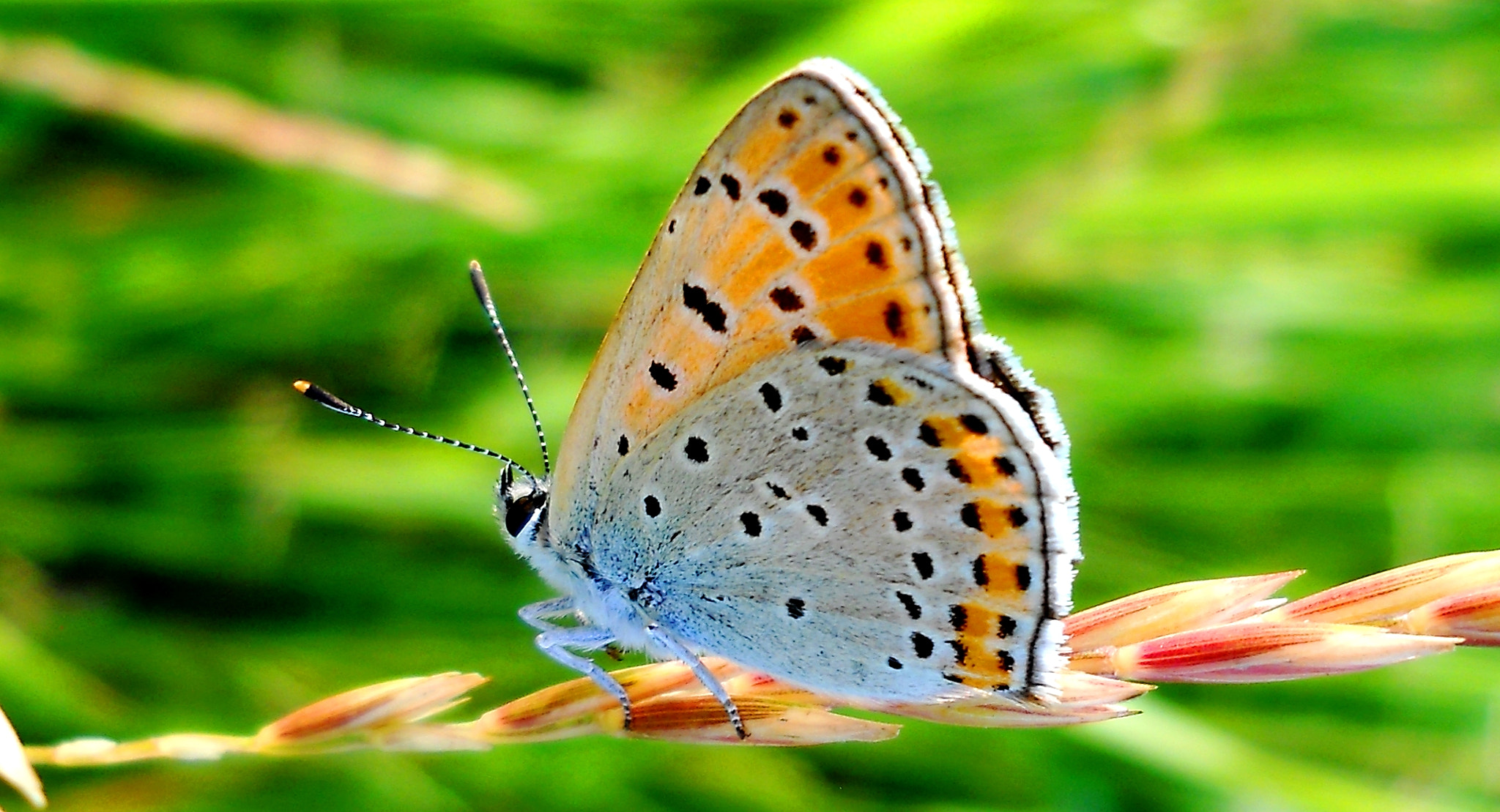 Nikon Coolpix L21 sample photo. Buttercup butterfly photography