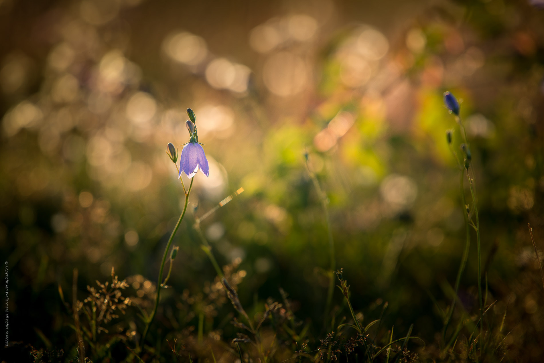 Nikon AF-S Nikkor 200-500mm F5.6E ED VR sample photo. Summer meadow sunset photography