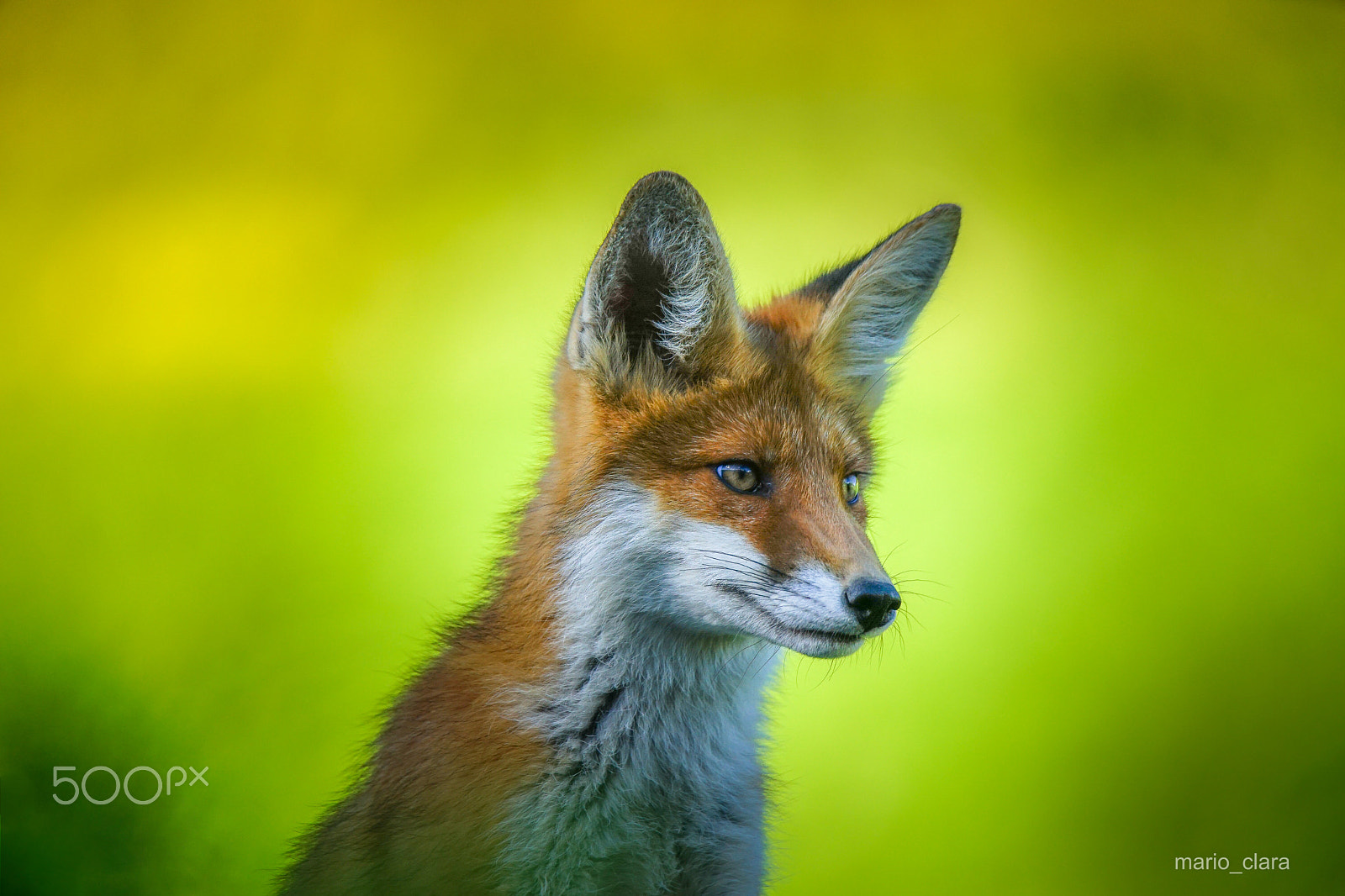 Sony a7 II + Tamron SP 150-600mm F5-6.3 Di VC USD sample photo. La mia preferita, la volpe rossa photography