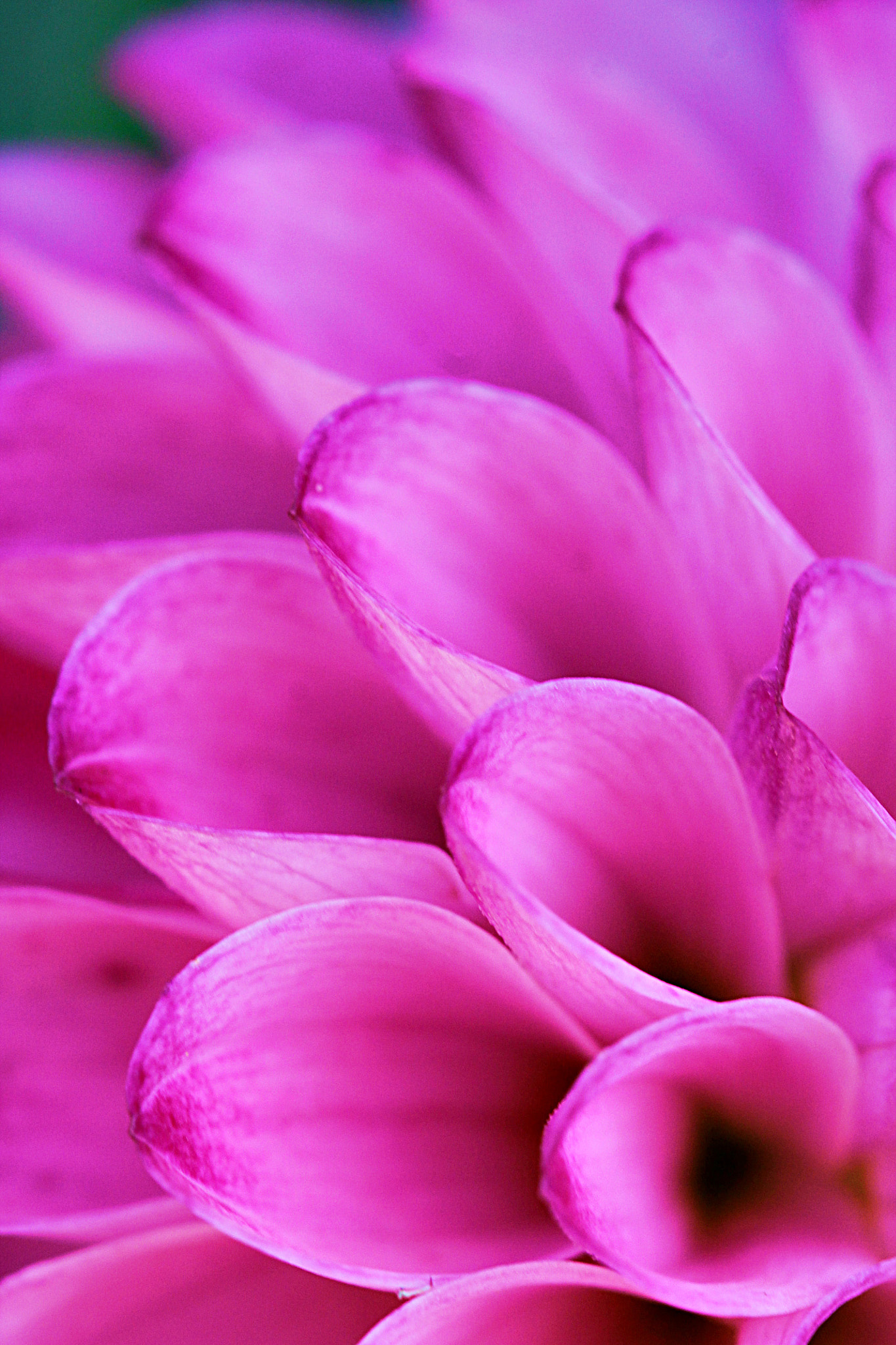 Canon EF 100mm F2.8 Macro USM sample photo. Flower photography