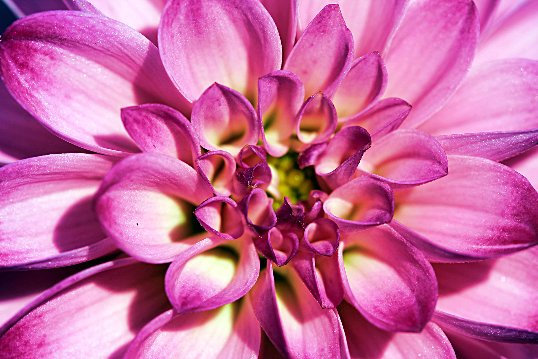 Canon EF 100mm F2.8 Macro USM sample photo. Flower photography