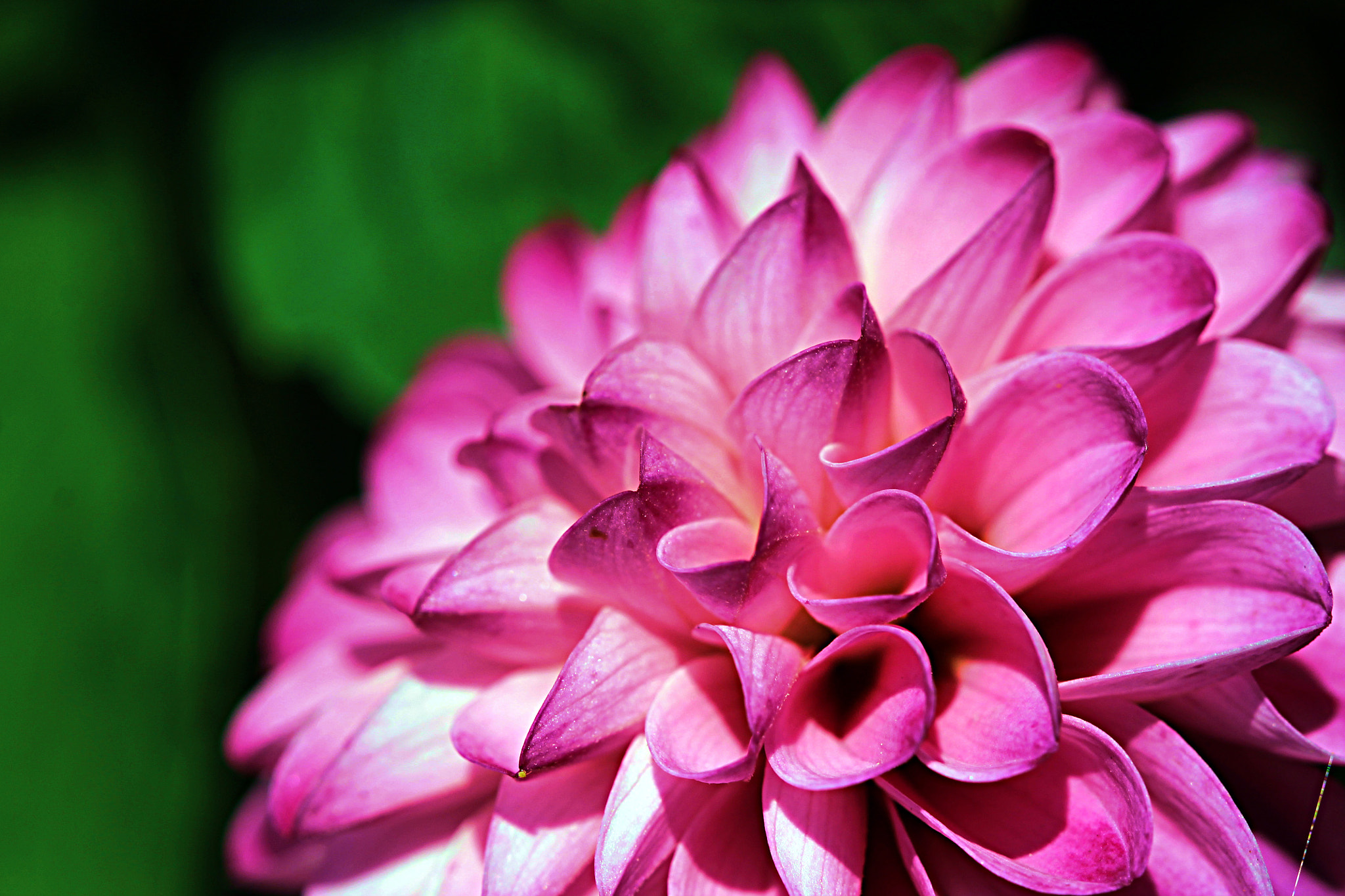 Canon EF 100mm F2.8 Macro USM sample photo. Flower photography