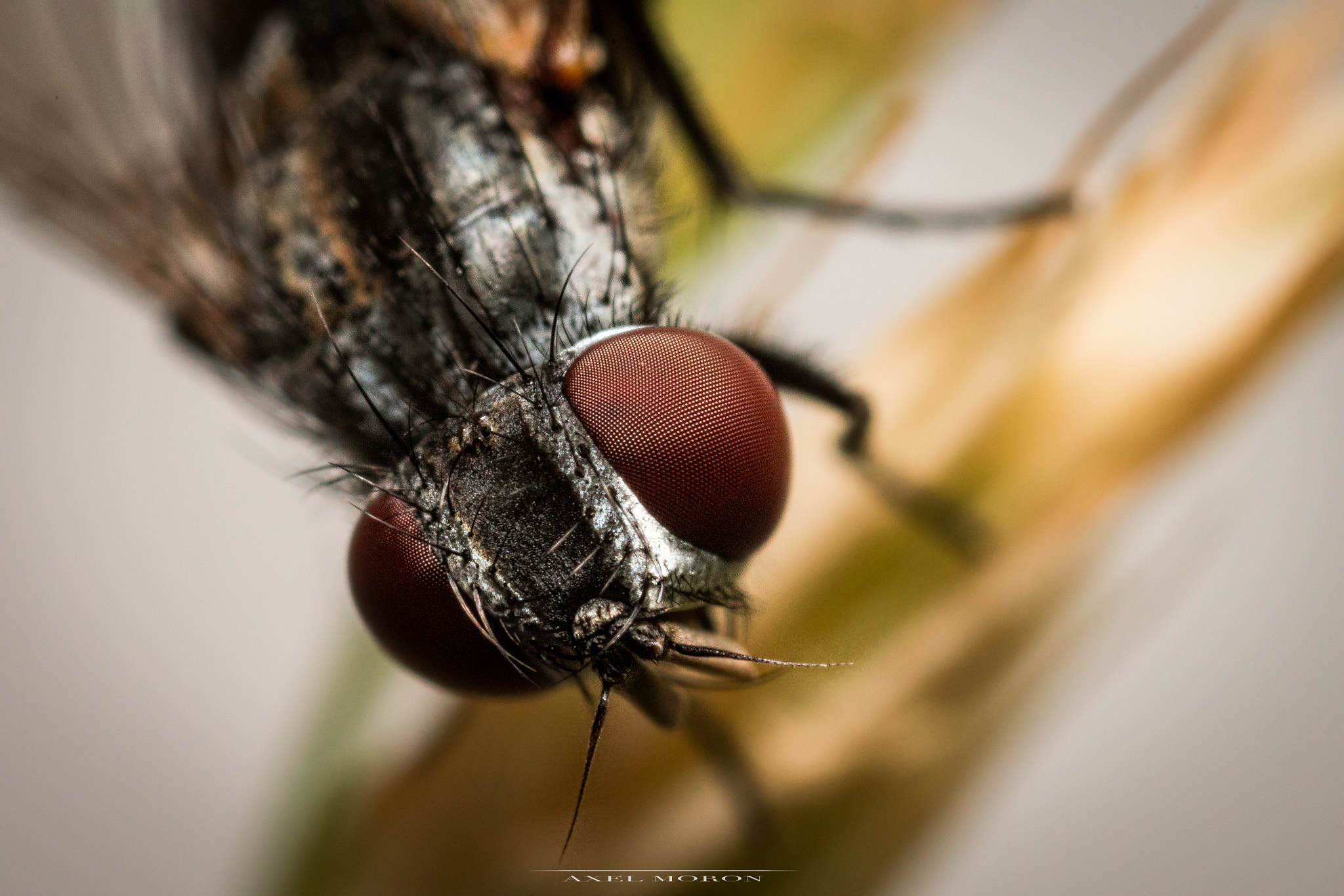 Canon MP-E 65mm F2.5 1-5x Macro Photo sample photo. Dans les yeux photography