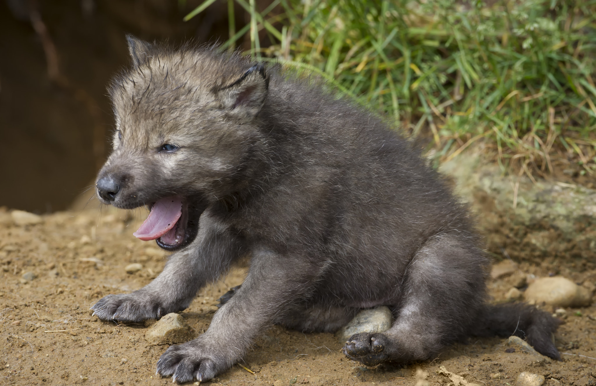 Nikon D3S + Nikon AF-S Nikkor 600mm F4G ED VR sample photo. Wild thing... photography