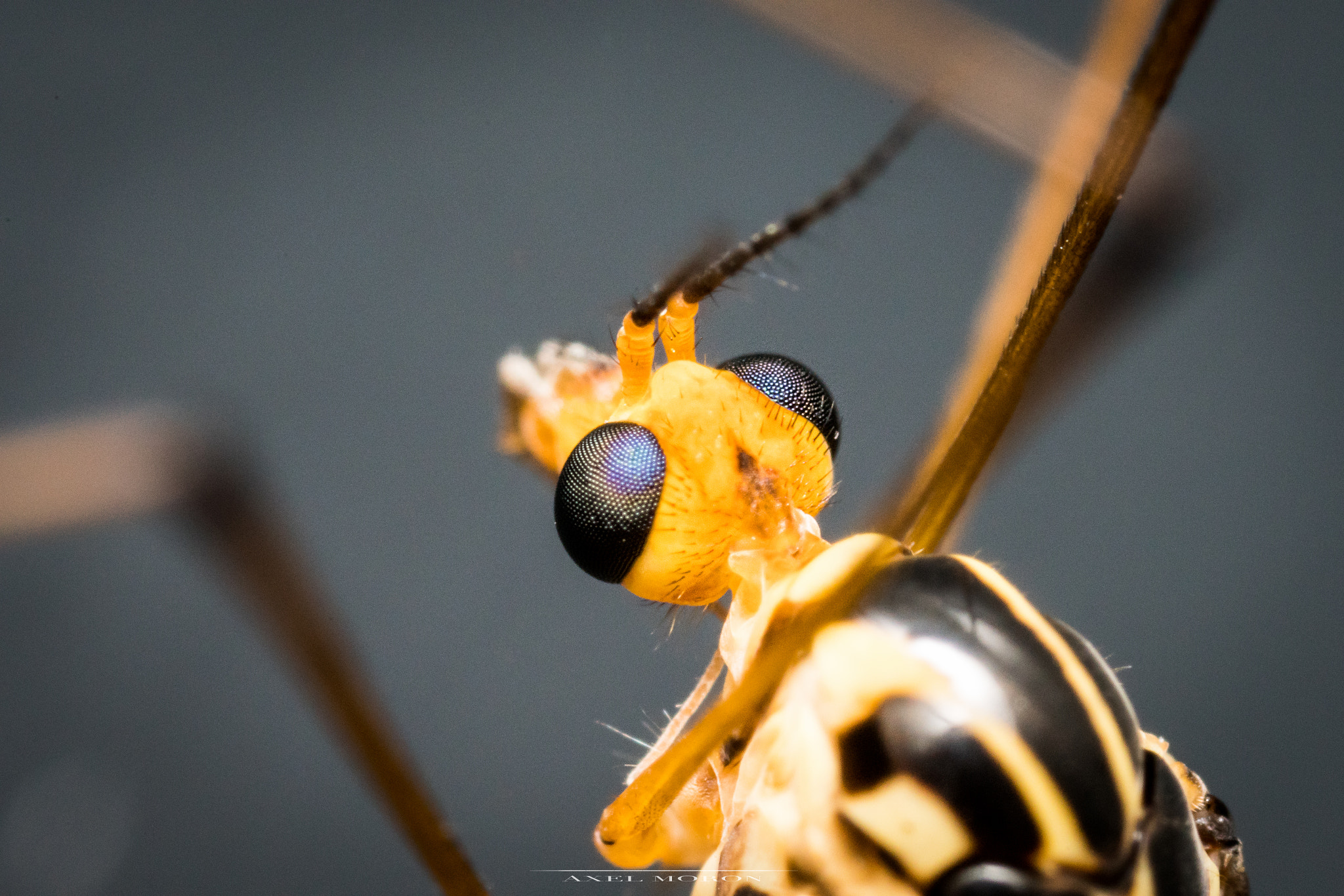 Canon MP-E 65mm F2.5 1-5x Macro Photo sample photo. Dragonfly photography