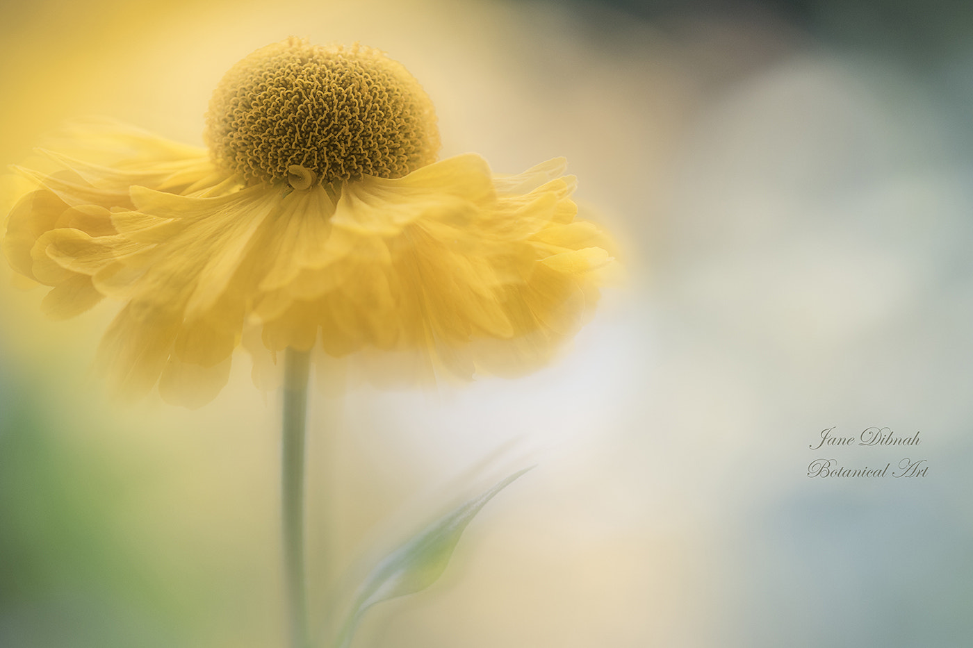 Canon EF 180mm F3.5L Macro USM sample photo. Helenium photography