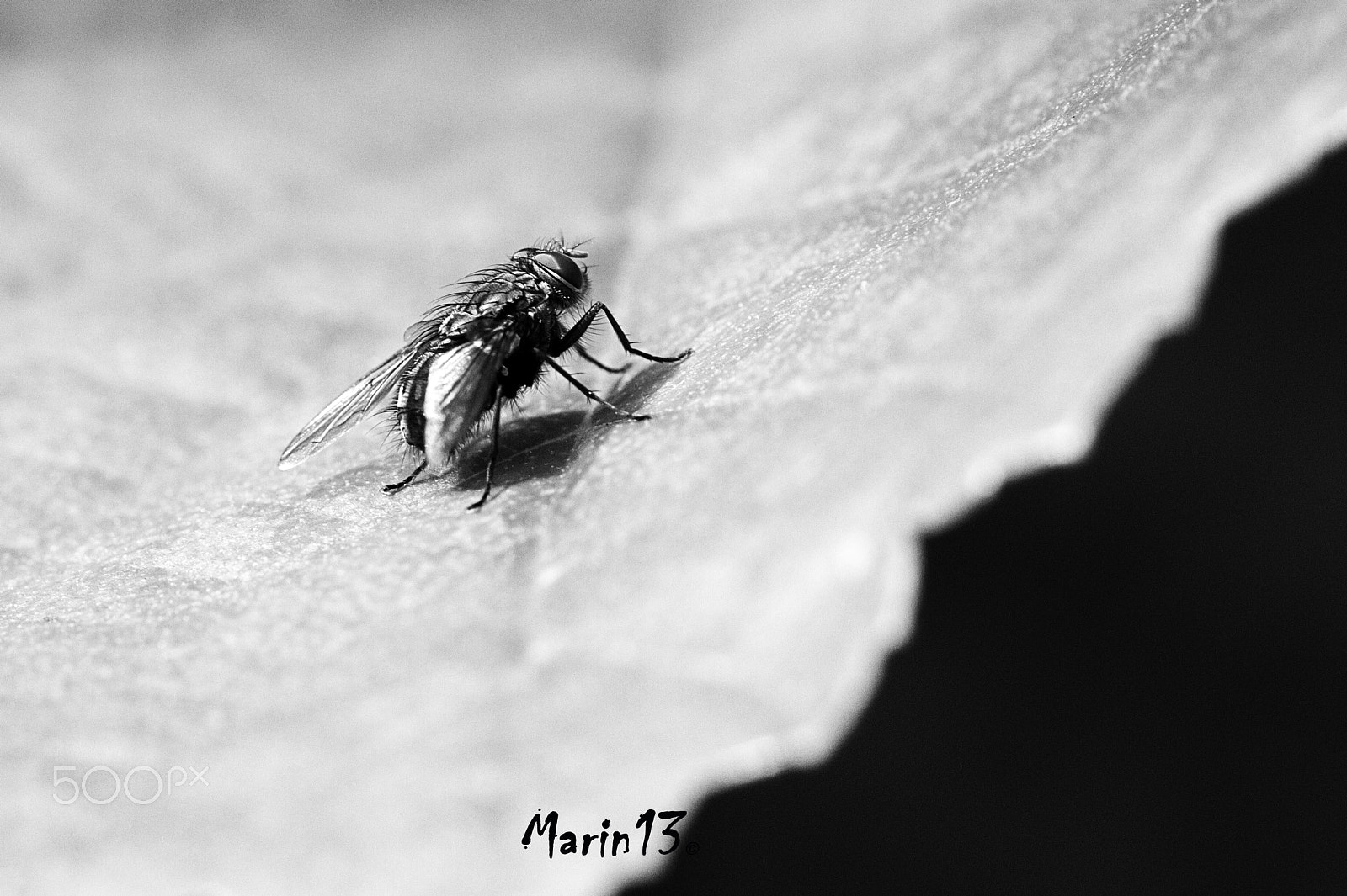 Canon EOS 7D + Sigma 70mm F2.8 EX DG Macro sample photo. The fly photography