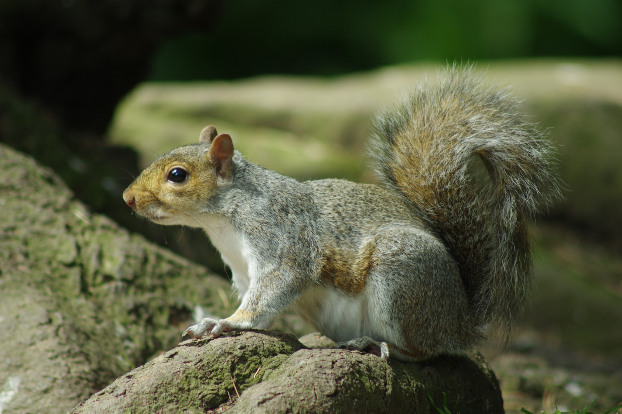 Tamron AF 70-300mm F4-5.6 Di LD Macro sample photo. Grey squirrel photography