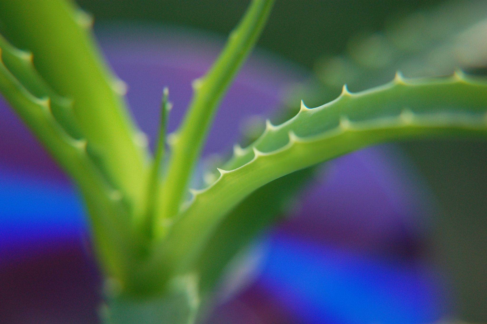 Nikon D50 sample photo. Aloe1 photography