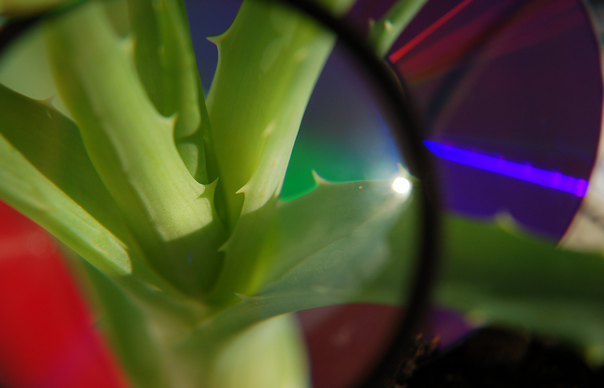 Nikon D50 sample photo. Aloe3 photography