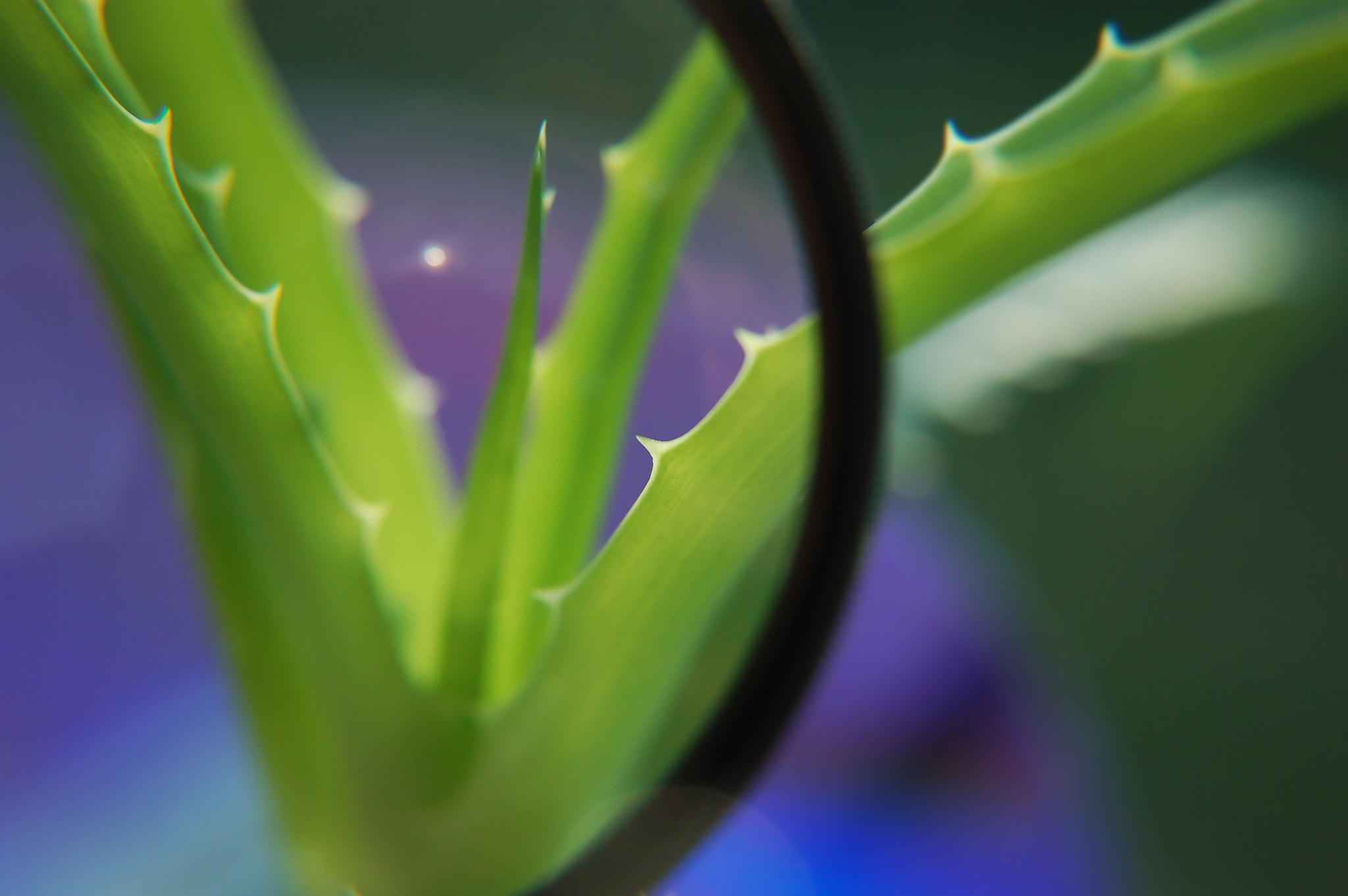 Nikon D50 sample photo. Aloe2 photography