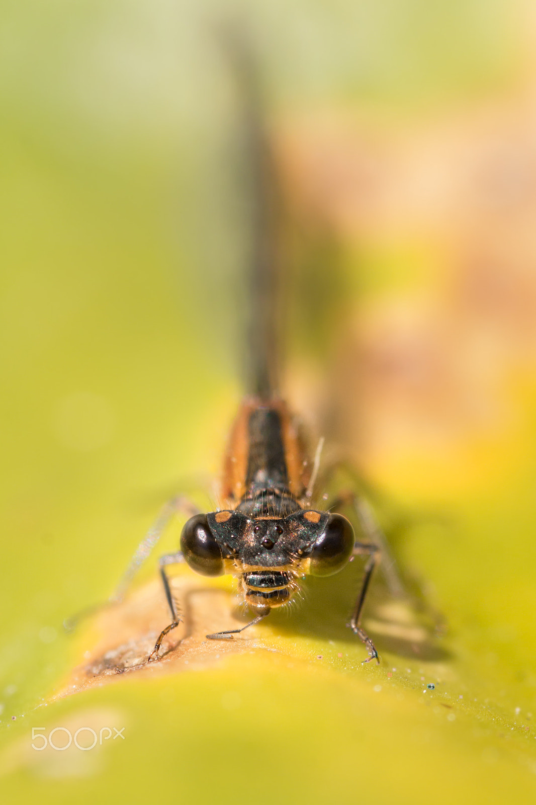 Sigma 105mm F2.8 EX DG Macro sample photo. The last leg photography