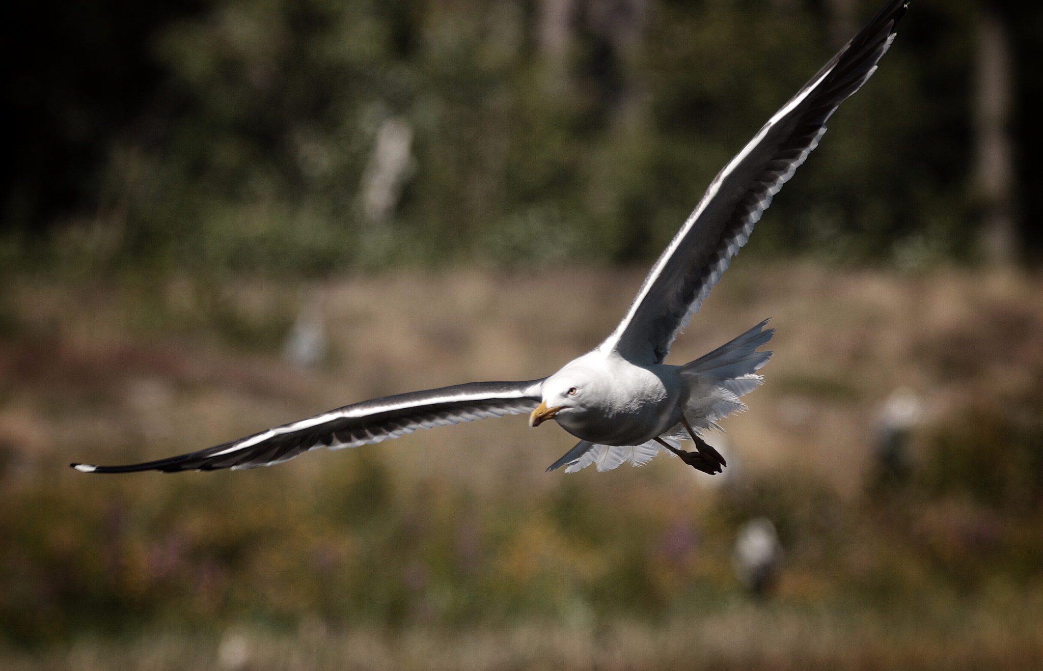 Canon 150-600mm F5-6.3 DG OS HSM | Contemporary 015 sample photo