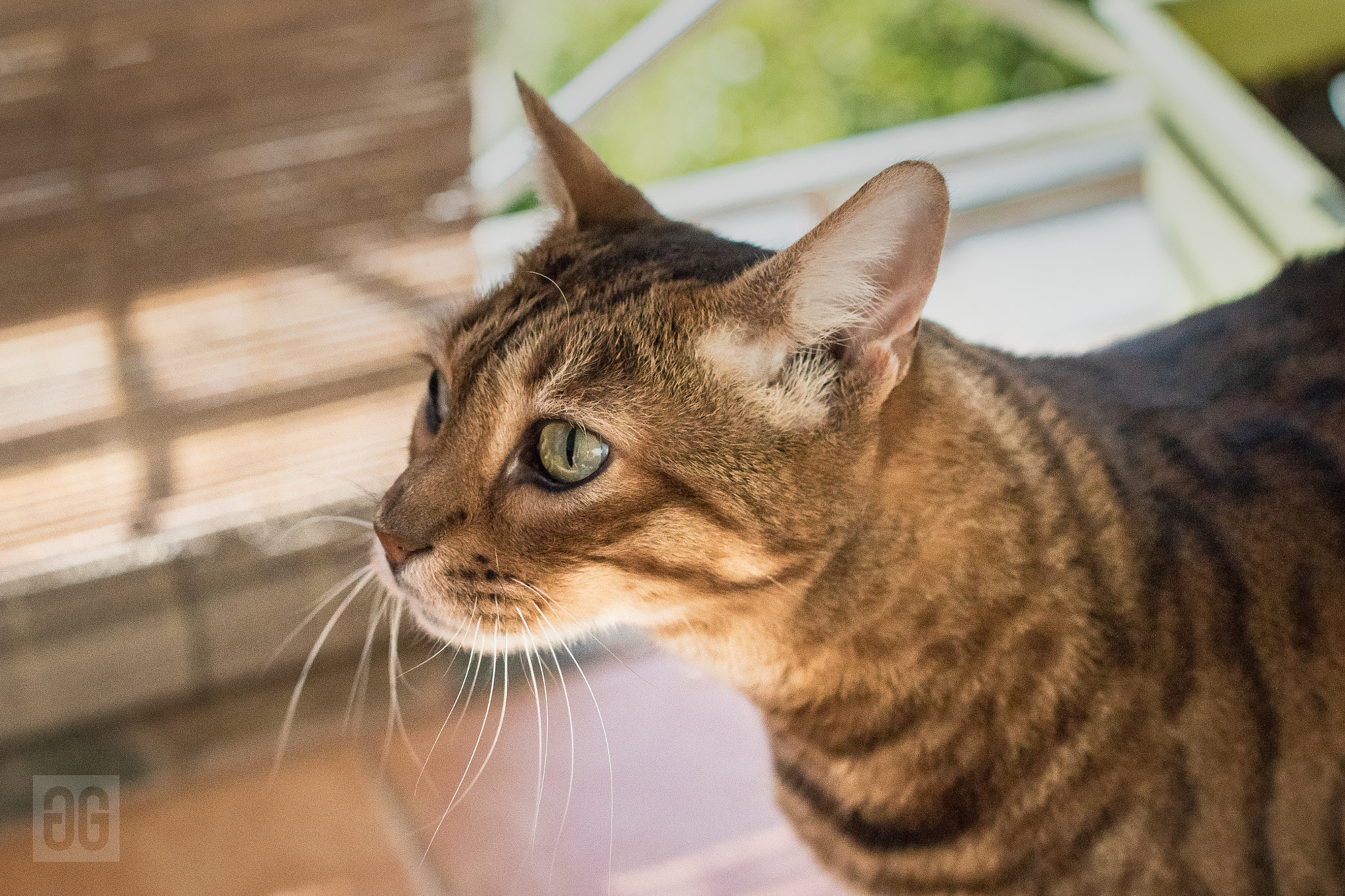Sigma 50mm F1.4 EX DG HSM sample photo. Hunter photography